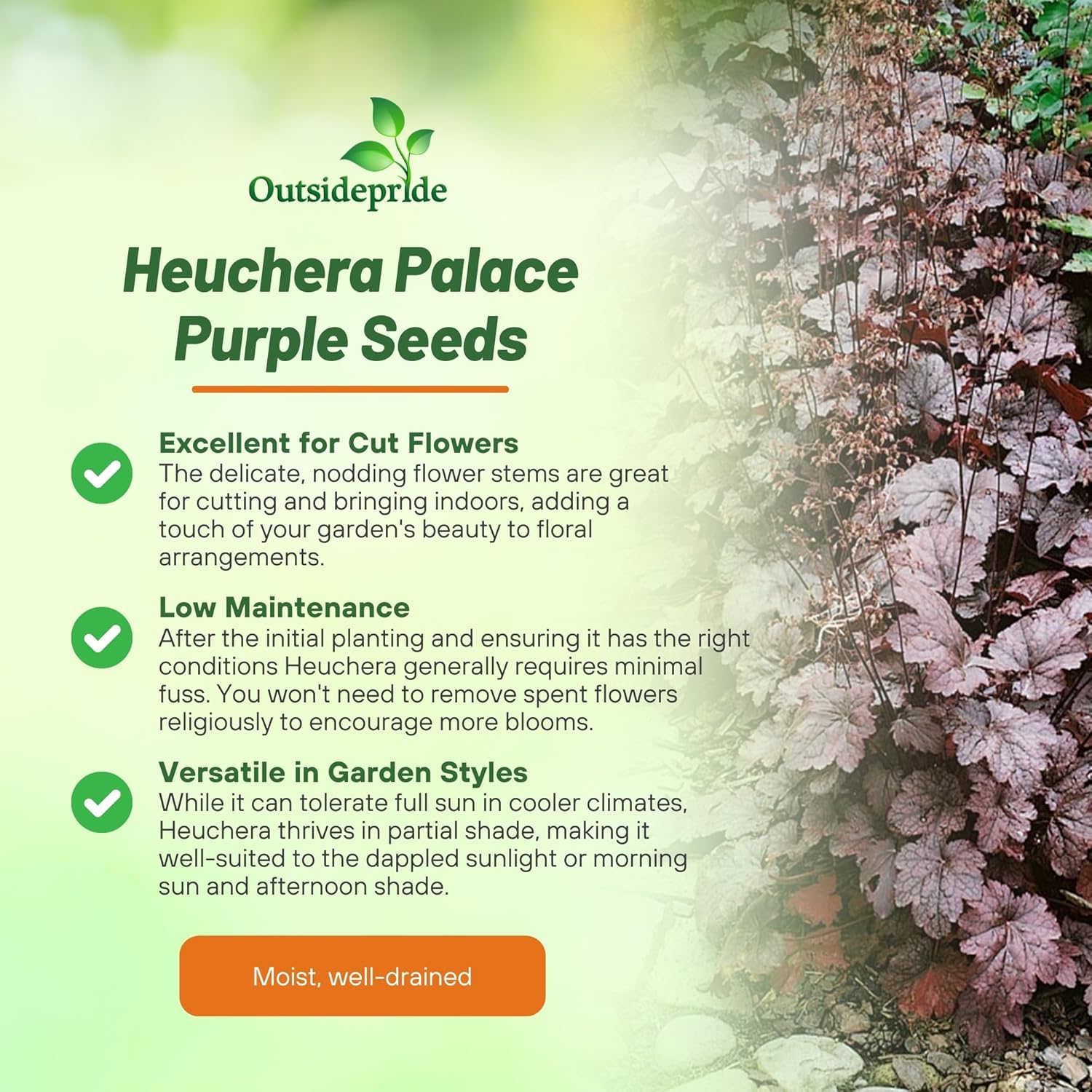 Coral Bells Palace Purple Plants