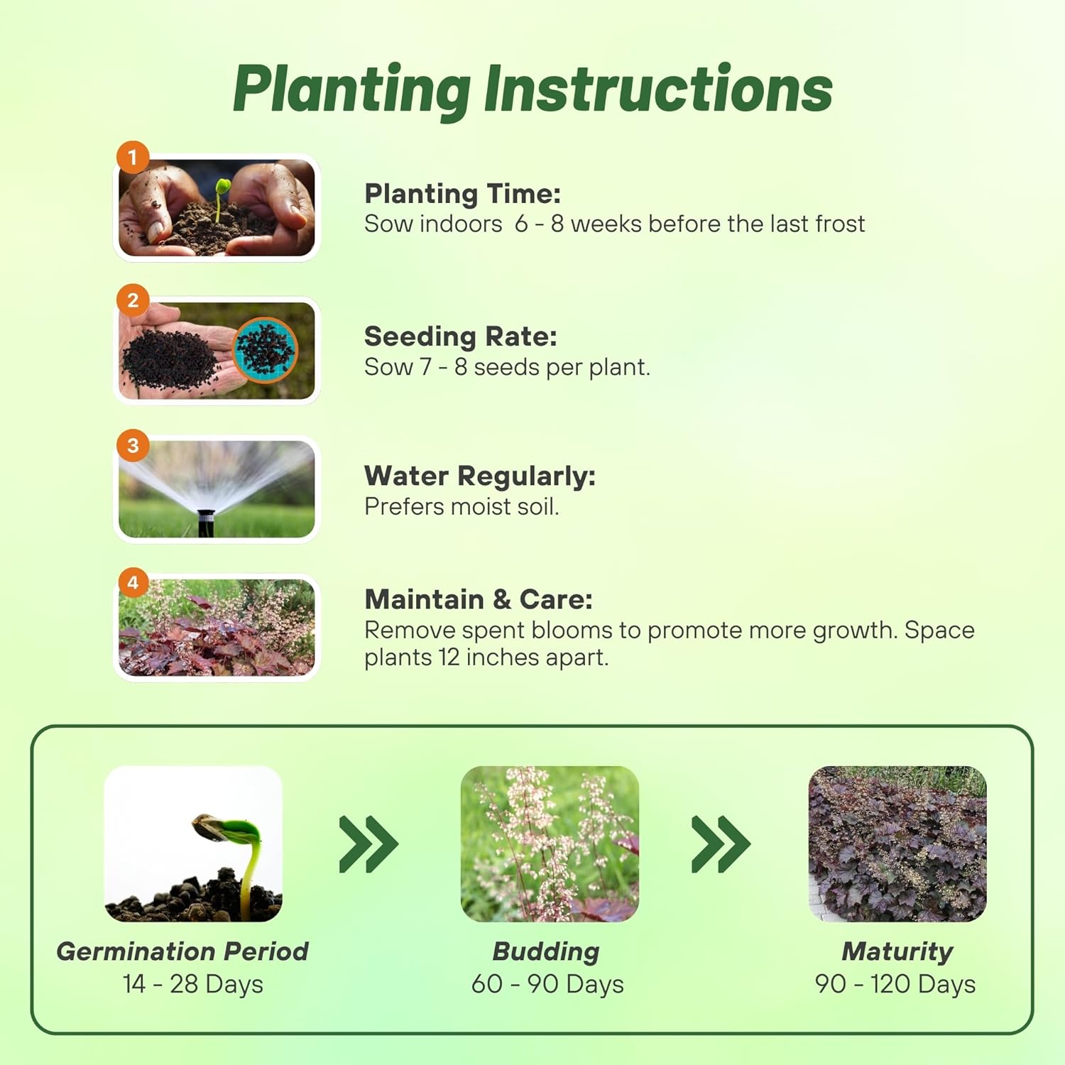 Heuchera Palace Purple Flower Seed Planting Directions
