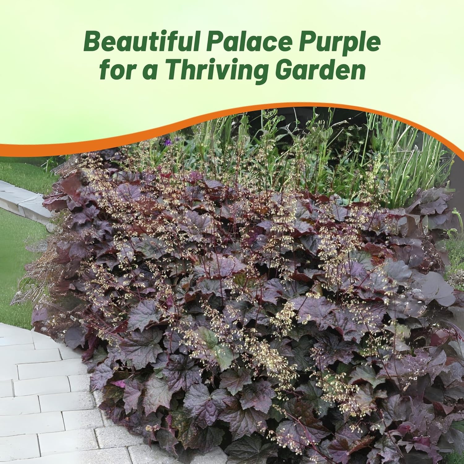 Heuchera Palace Purple Foliage Plant