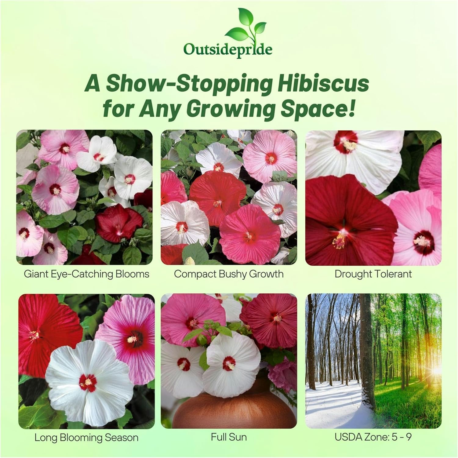 Hibiscus Luna Garden Flower Mix