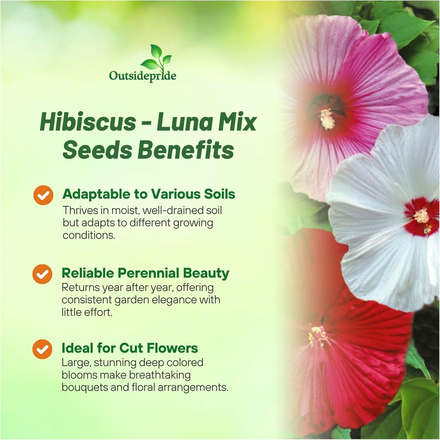 Hibiscus Luna Landscaping Mix