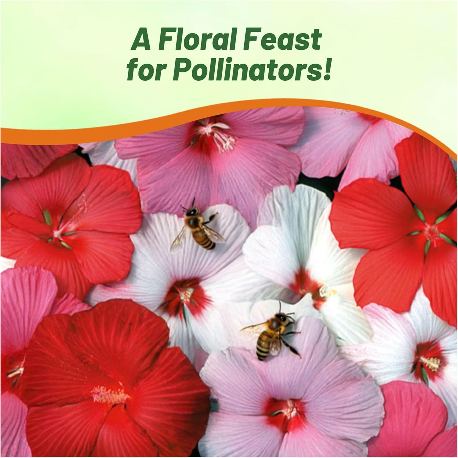 Hibiscus Luna Flower Mix Pollinating Bee