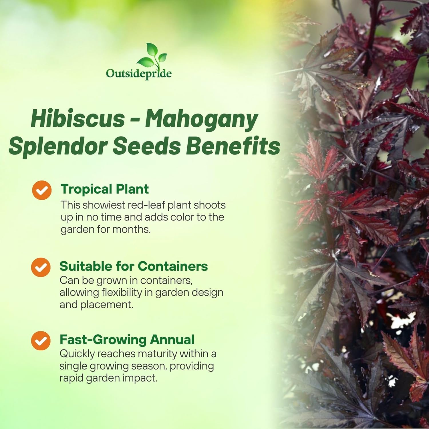 Hibiscus Mahogany Flower Seeds