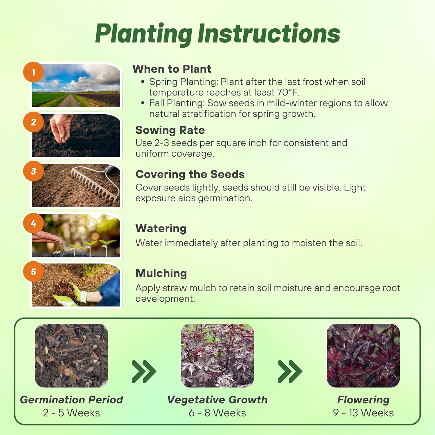 Hibiscus Mahogany Planting Directions