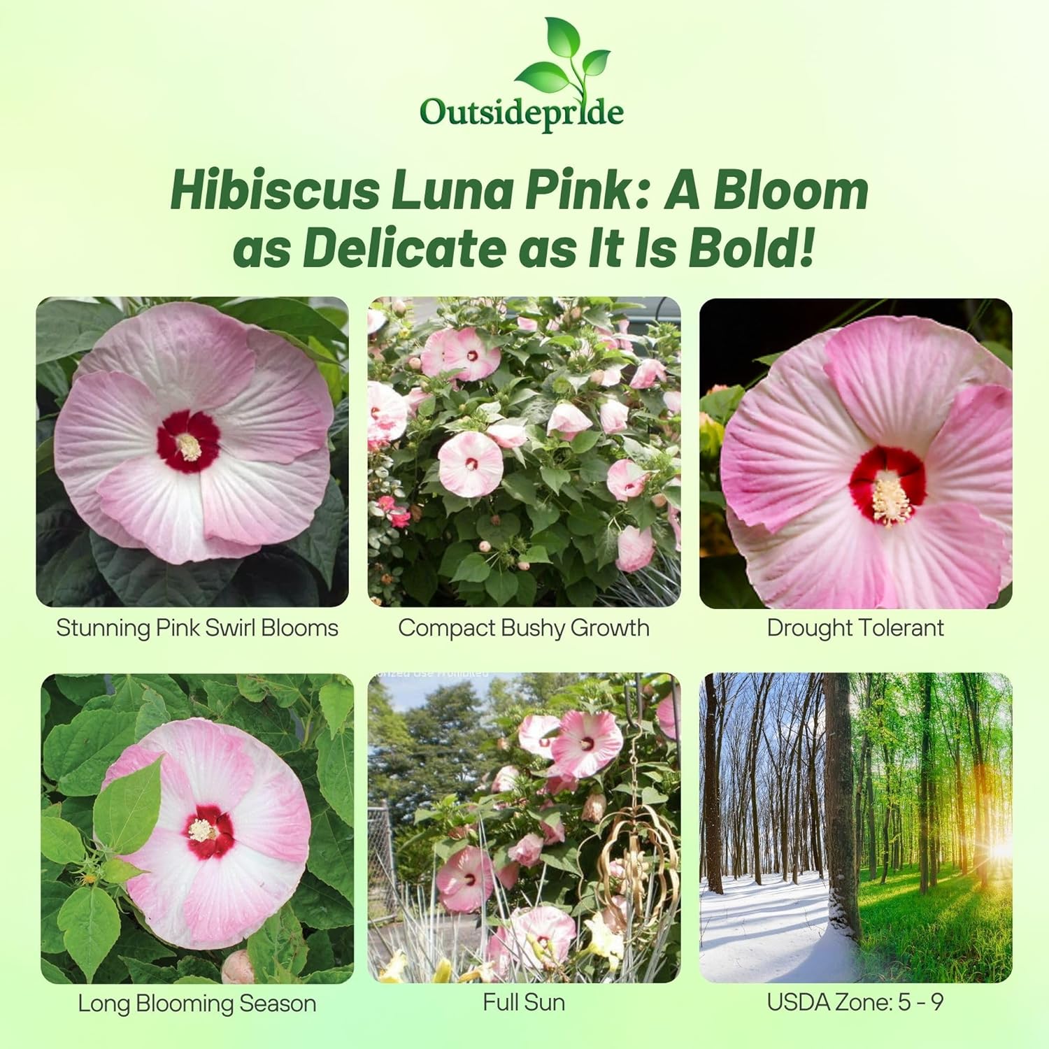 Hibiscus Pink Swirl Cut Flowers