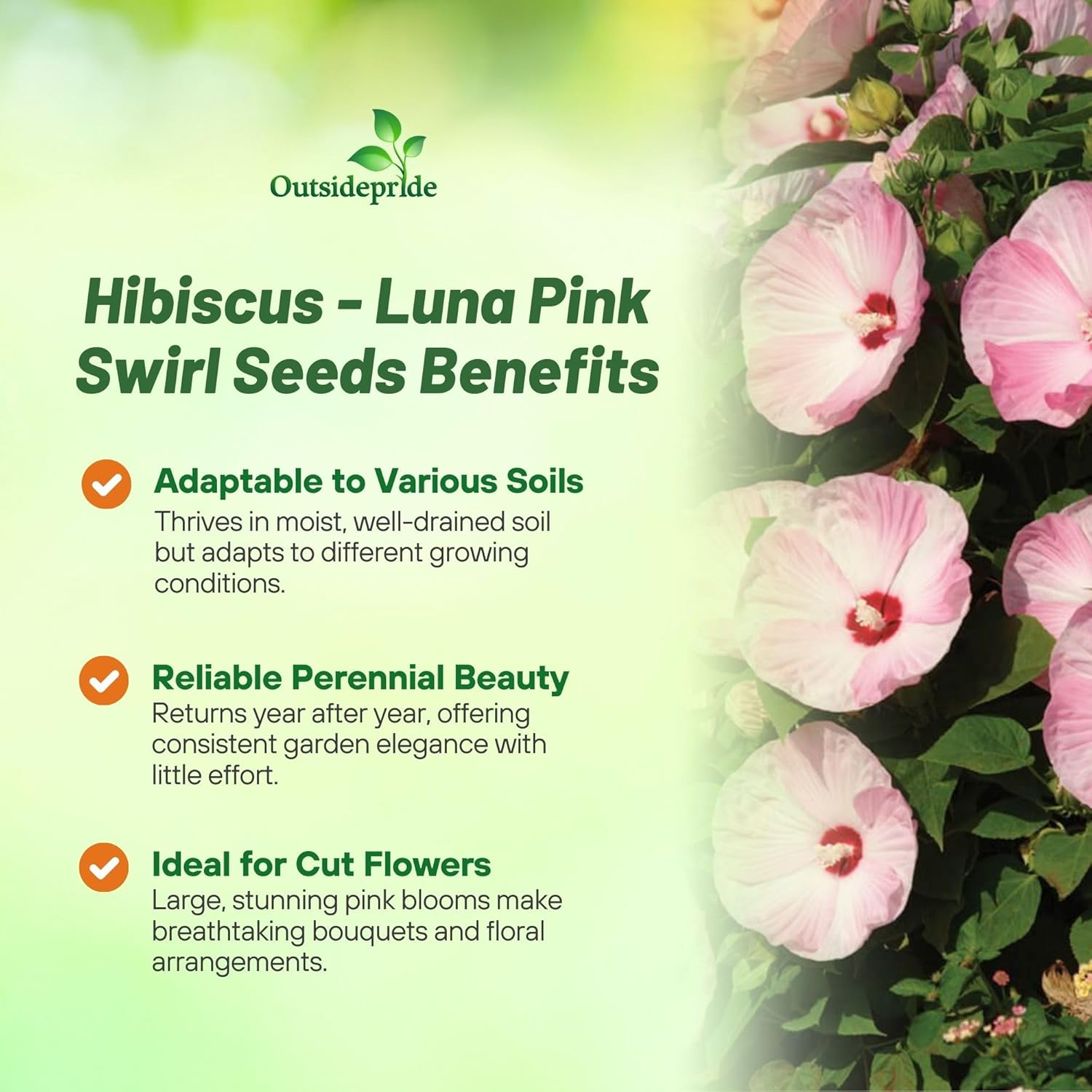 Hibiscus Large Flowering Pink Swirl