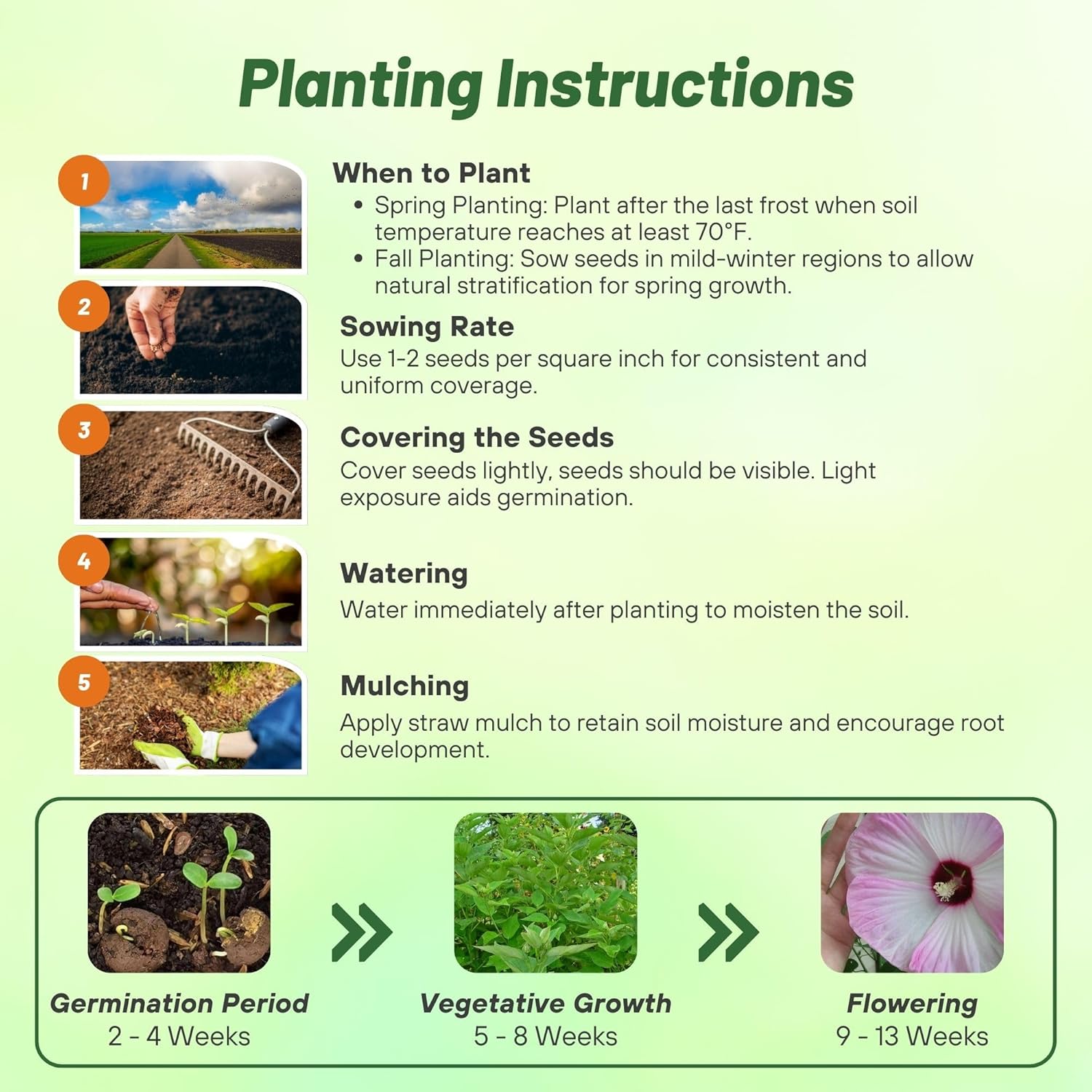 Hibiscus Pink Swirl Planting Directions