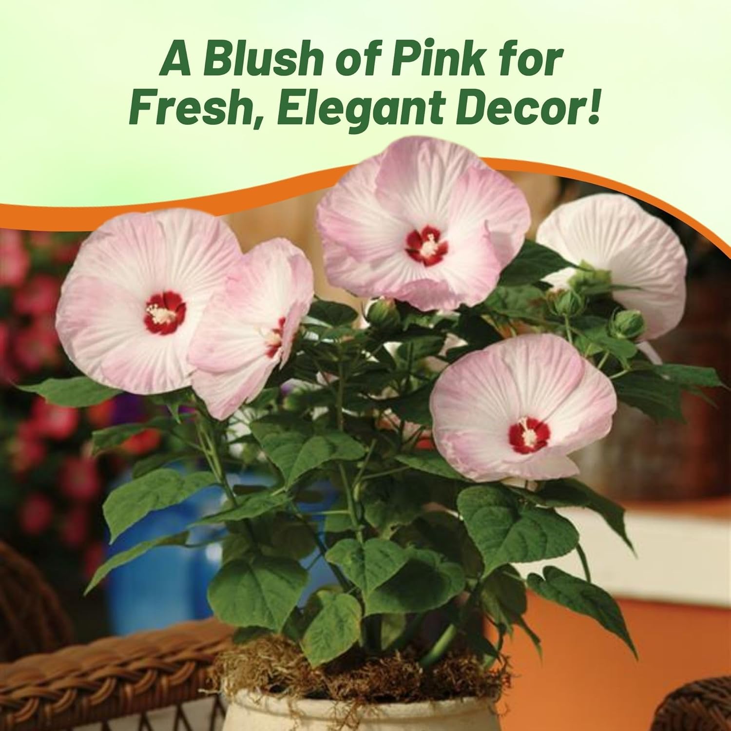 Hibiscus Plants Pink Swirl Garden Flowers