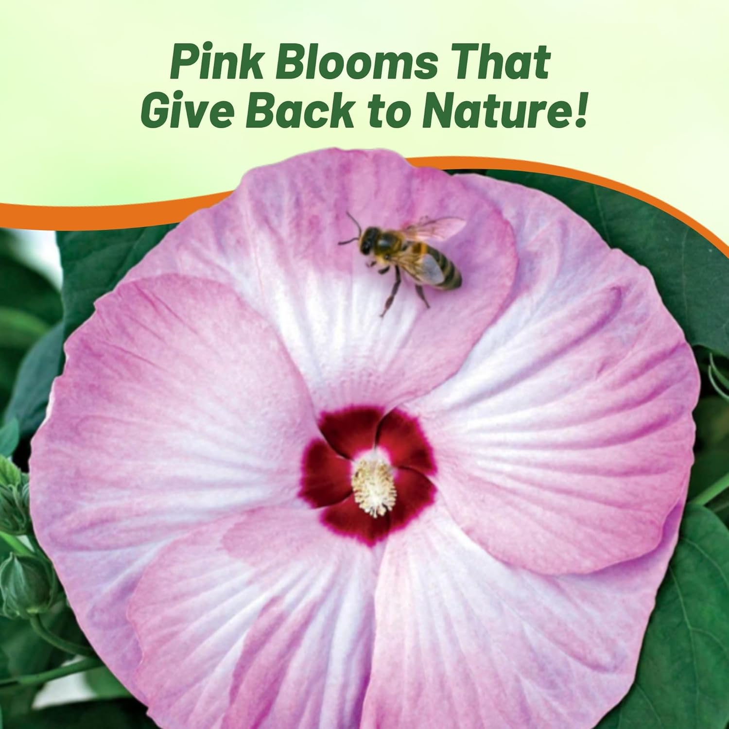 Hibiscus Pink Swirl Flowers