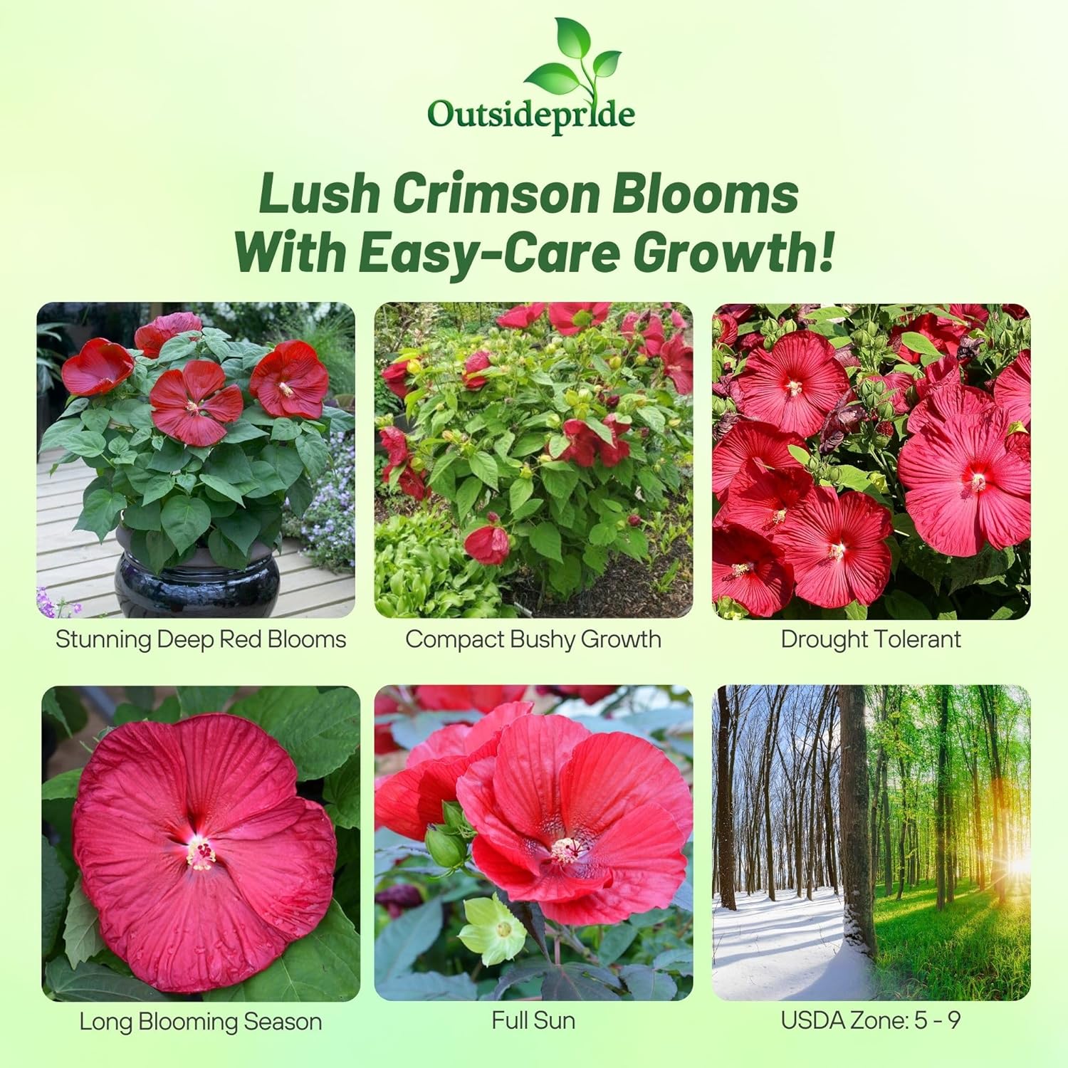 Hibiscus Red Cut Flowers