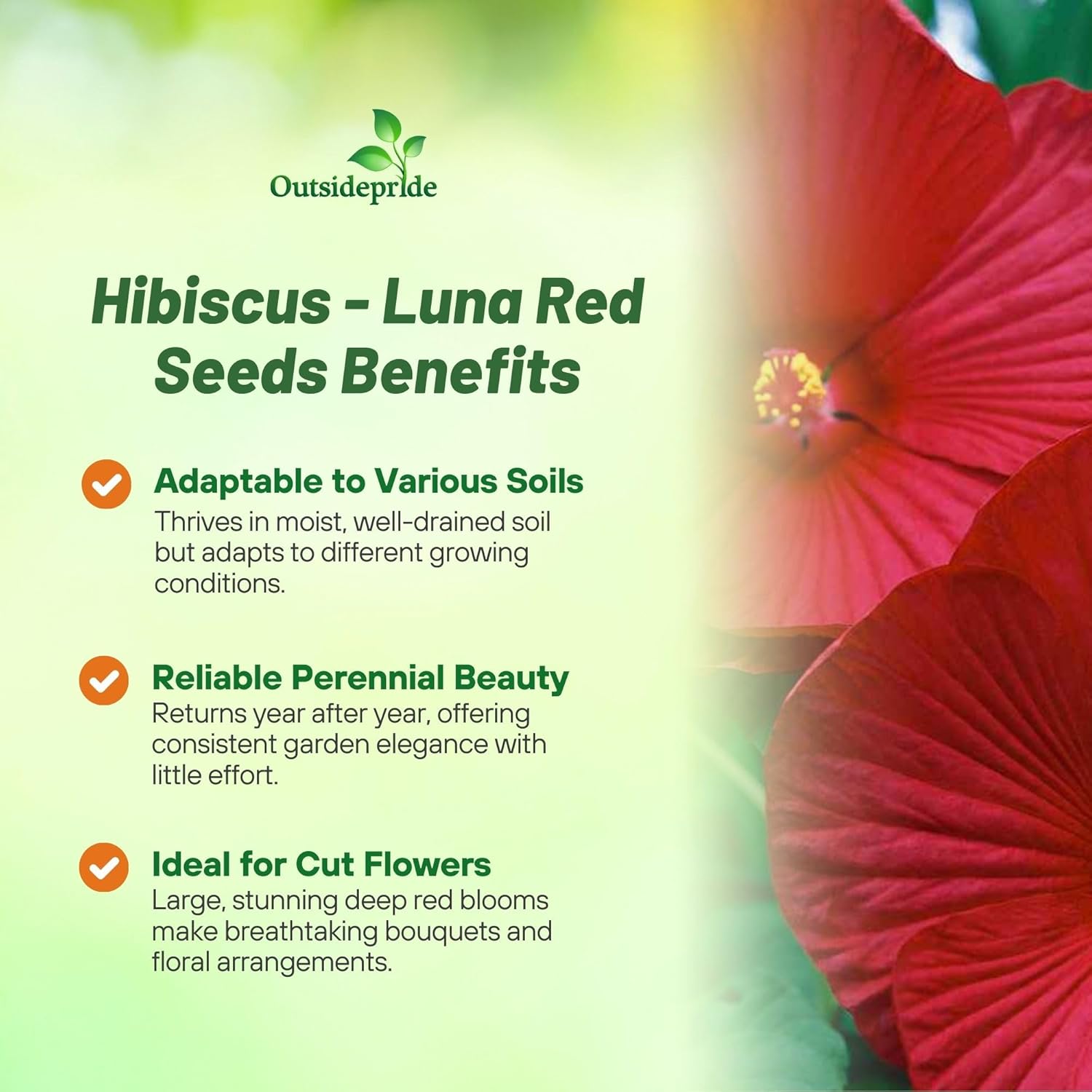 Hibiscus Red Large Flowers