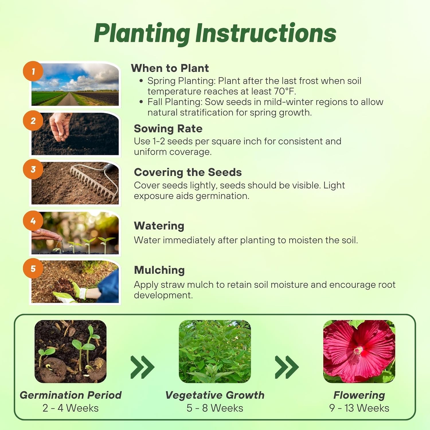 Hibiscus Red Planting Directions