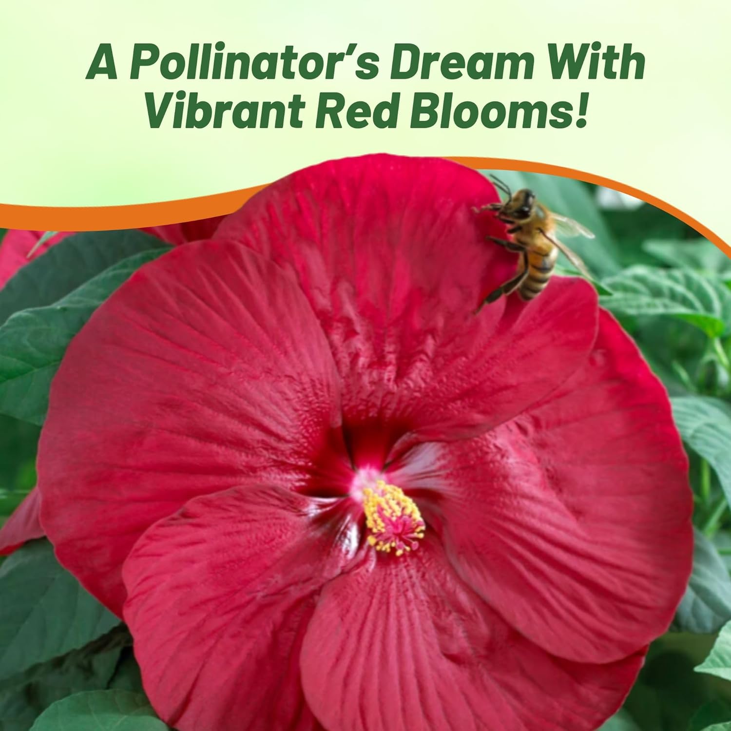 Hibiscus Luna Red Flowers