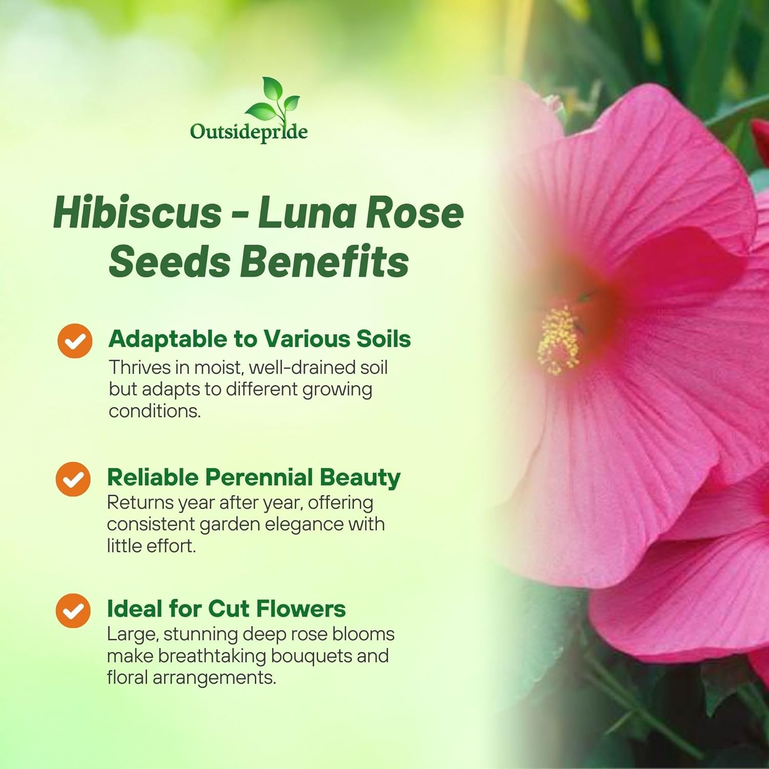 Hibiscus Luna Rose Container Plant