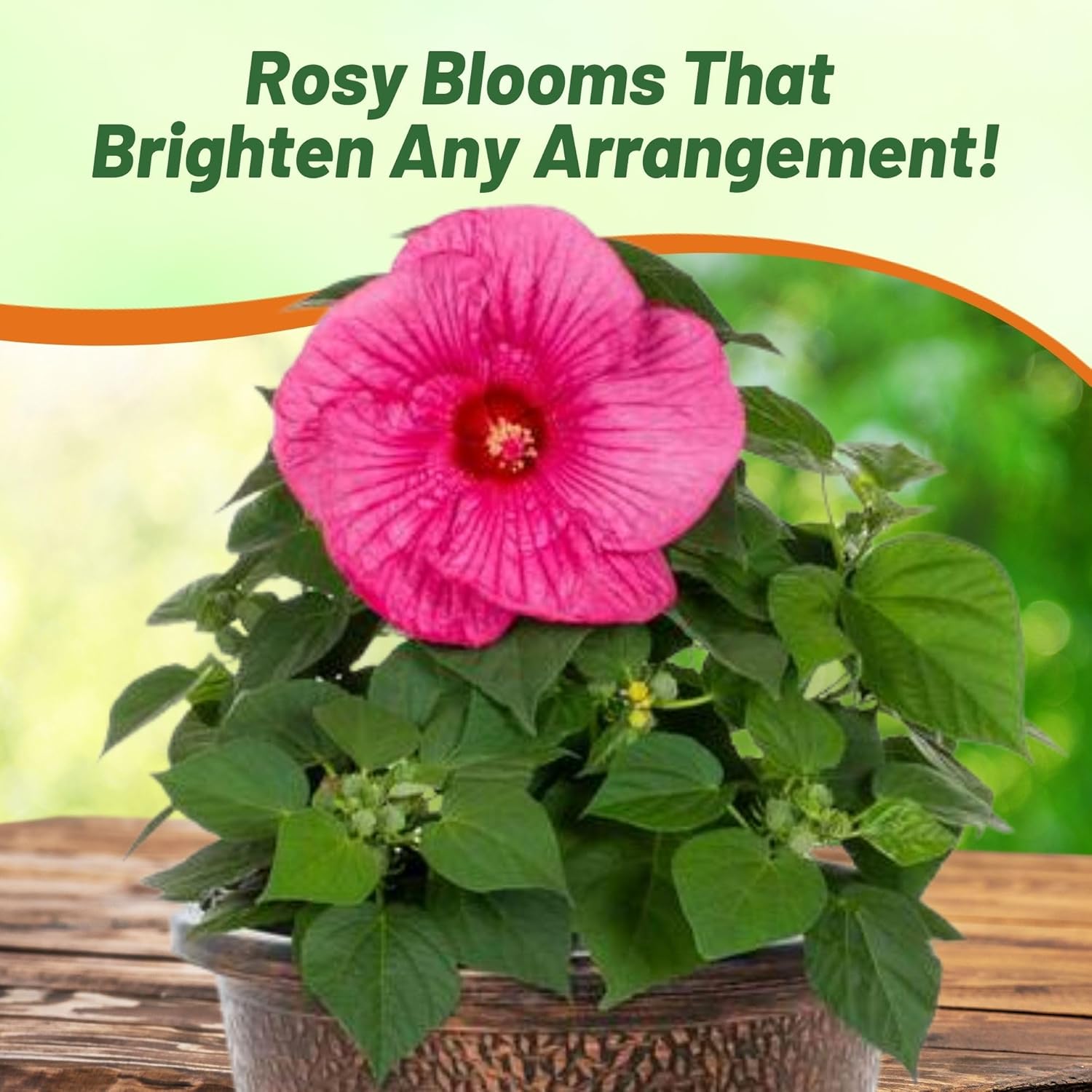 Hibiscus Luna Rose Potted Plants