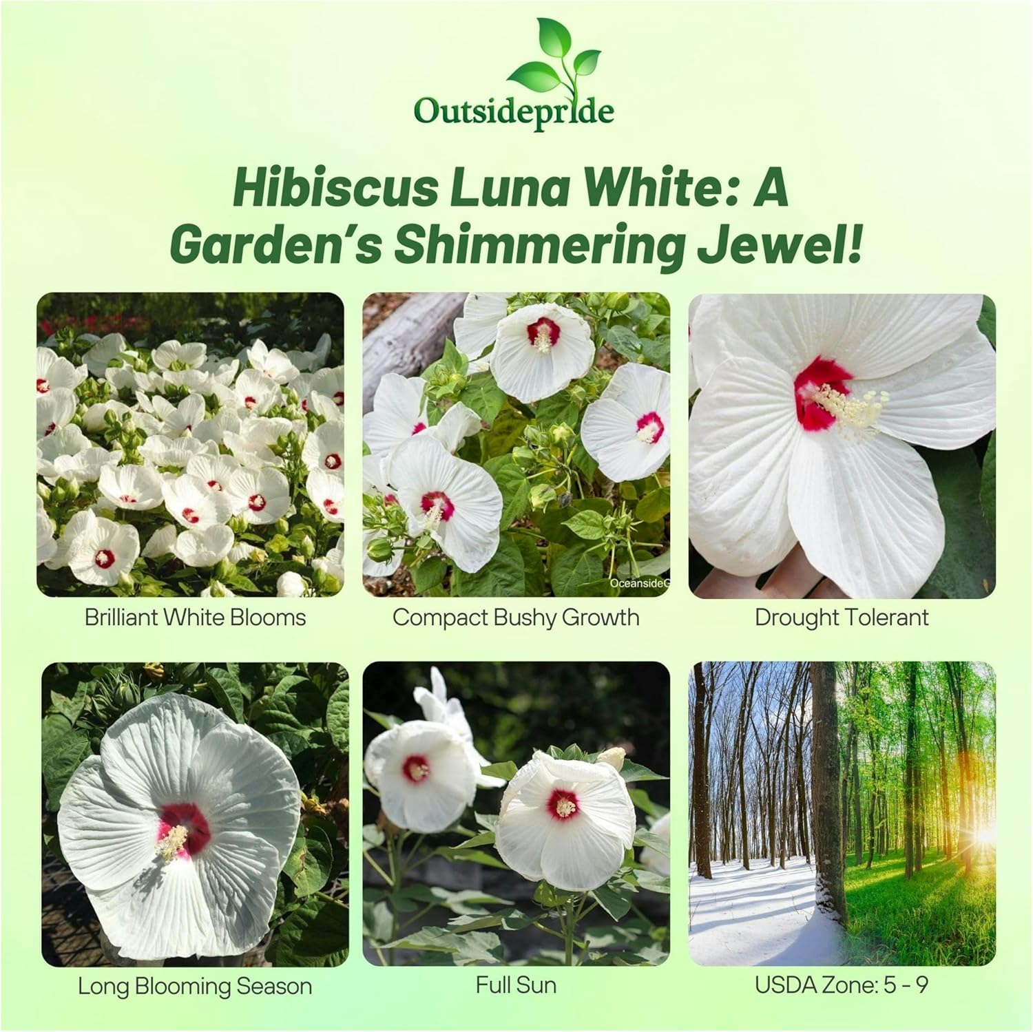 Hibiscus Luna White Flower Garden