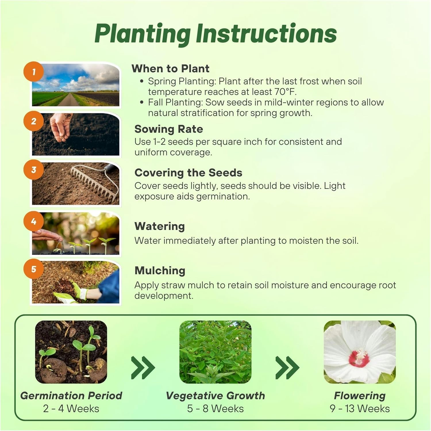 Hibiscus Luna White Planting Directions