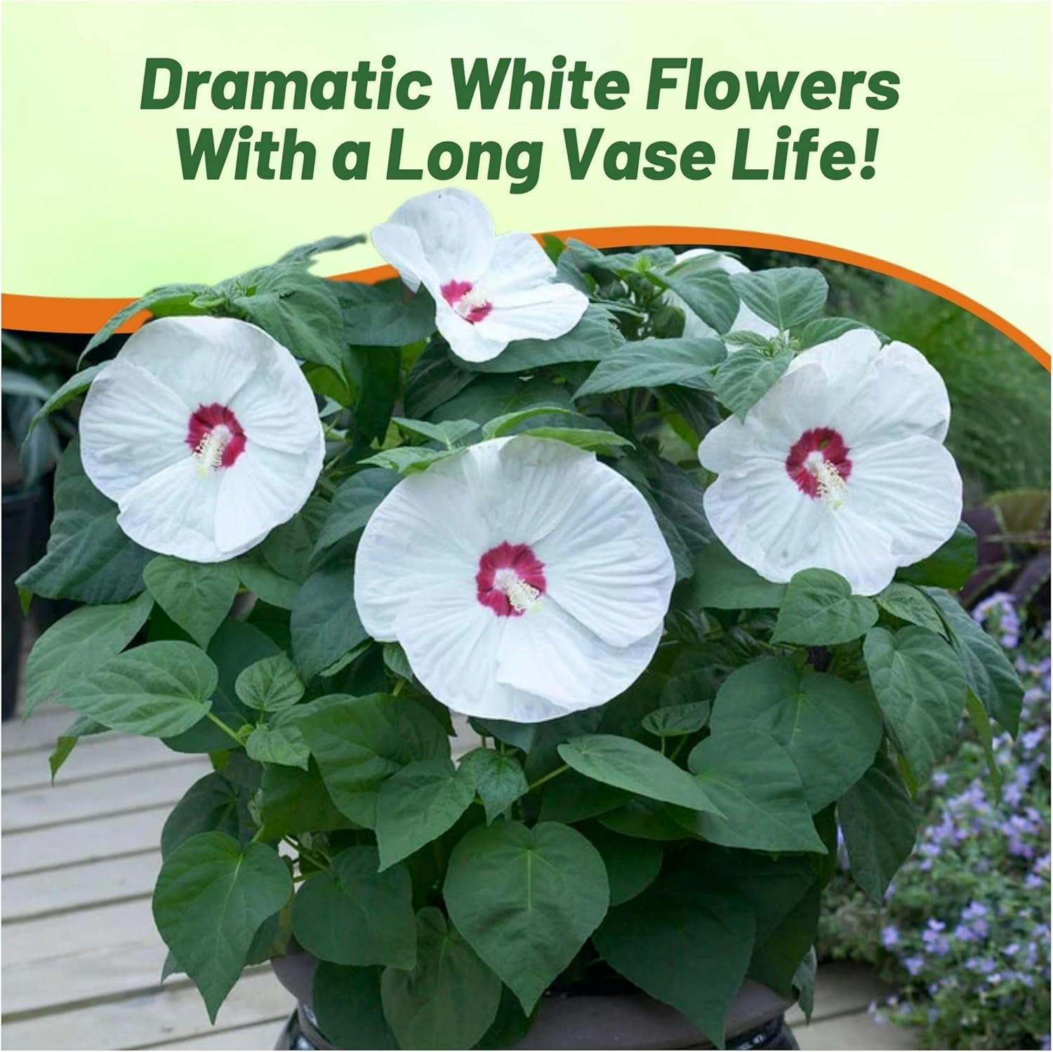 Hibiscus White Grown From Flower Seeds