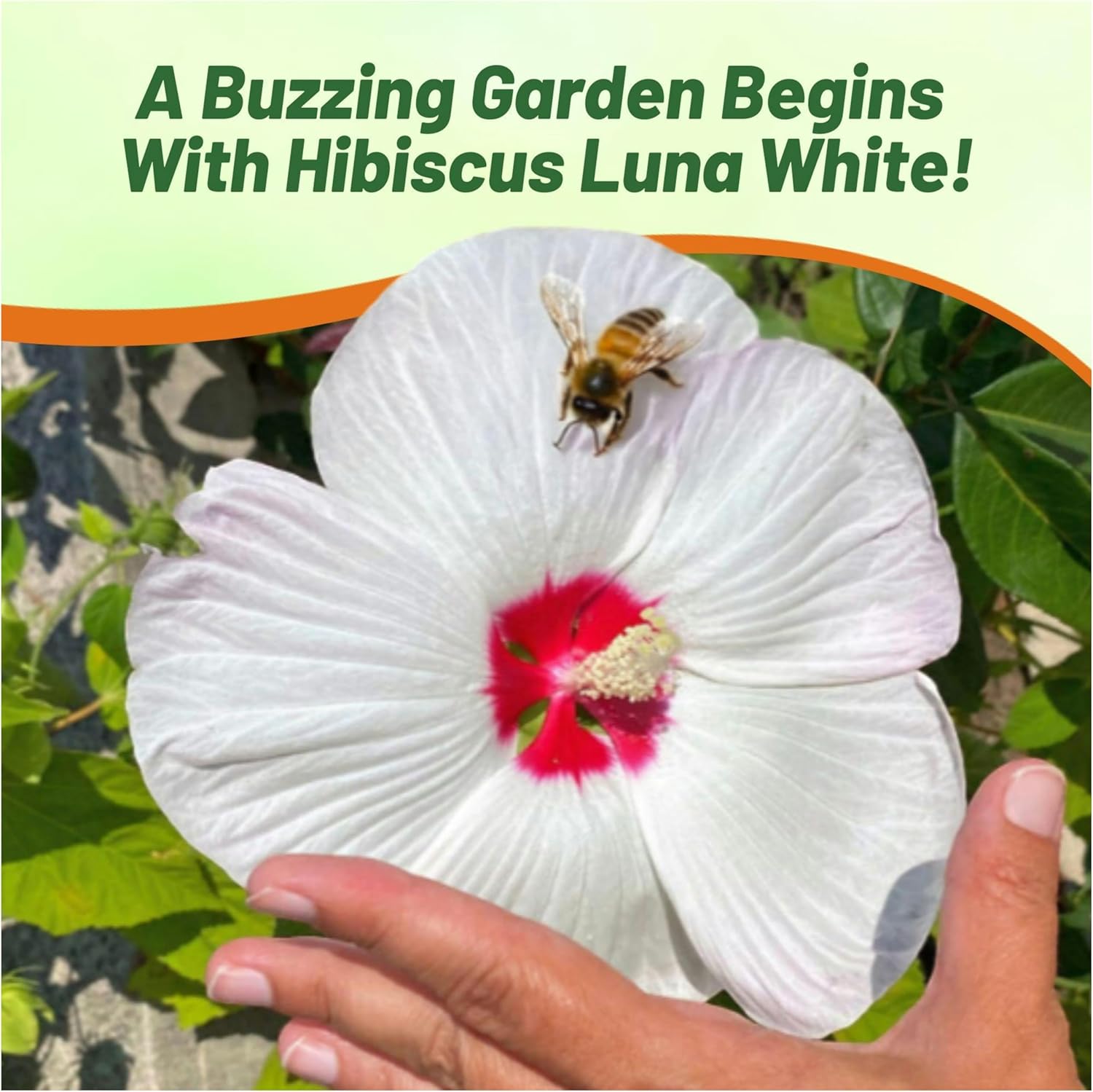 Hibiscus Luna White Pollinating Flowers
