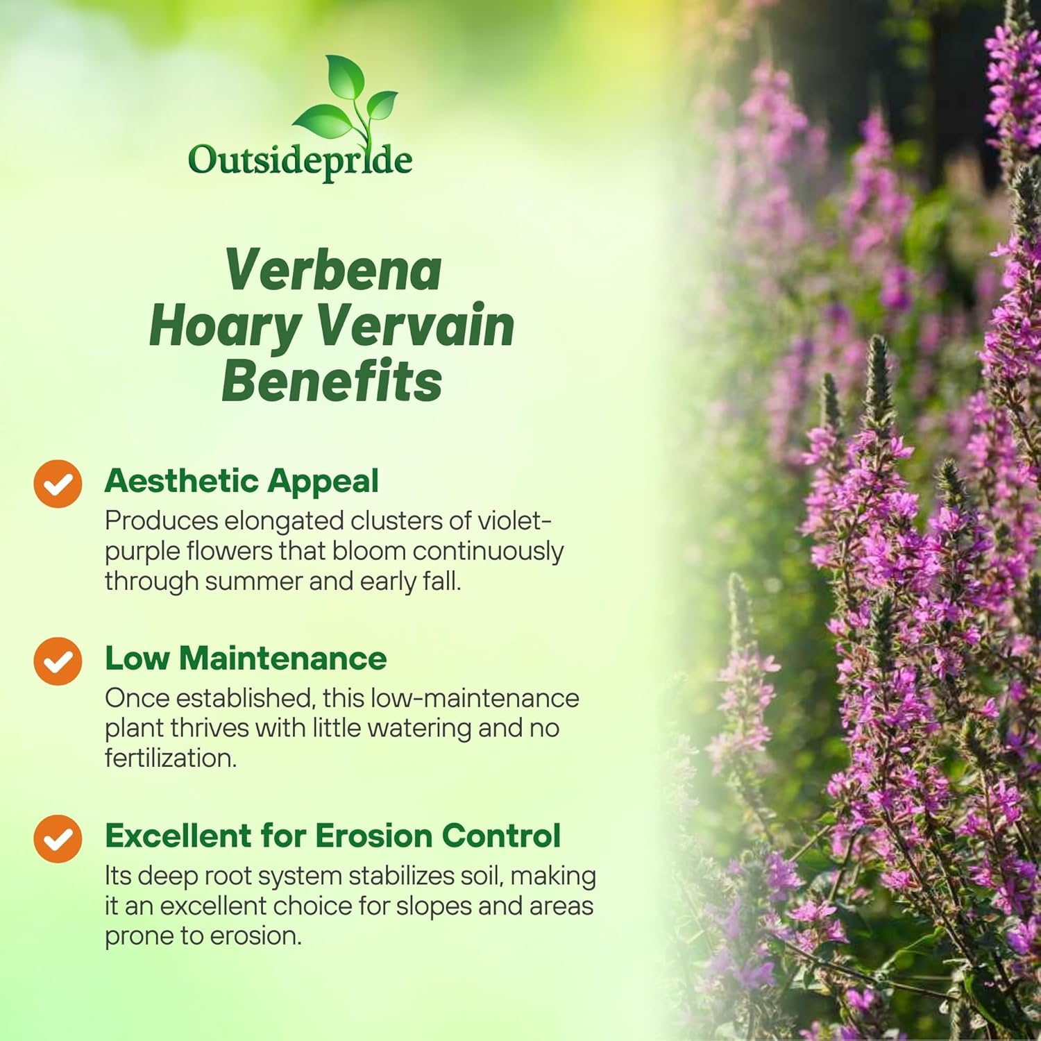 Hoary Vervain Garden Flowers