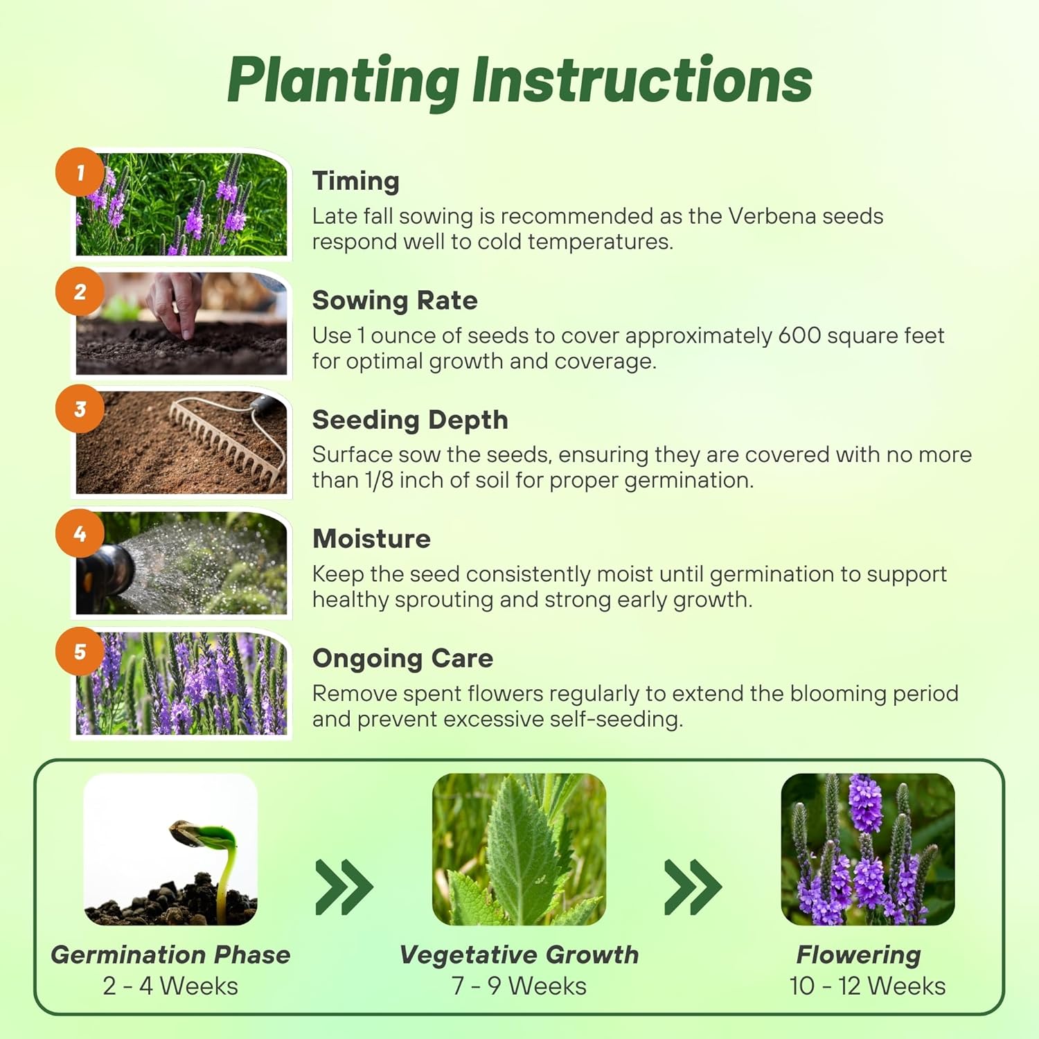 Hoary Vervain Planting Directions