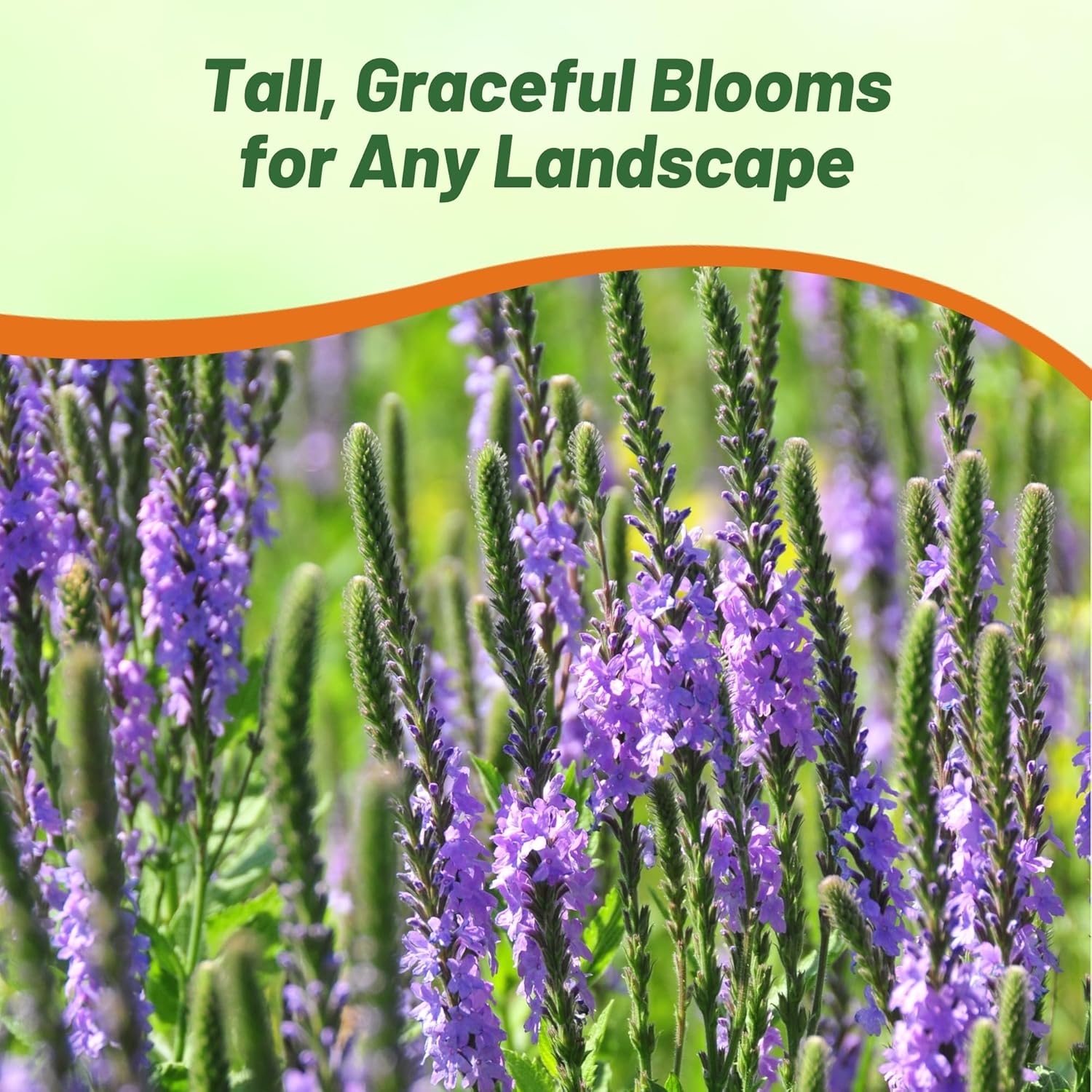Hoary Vervain Flower Seeds