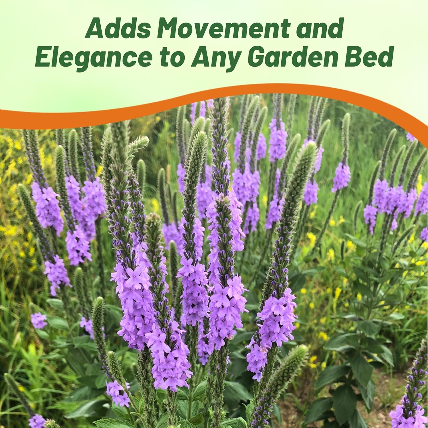 Hoary Vervain Flower Pollinator