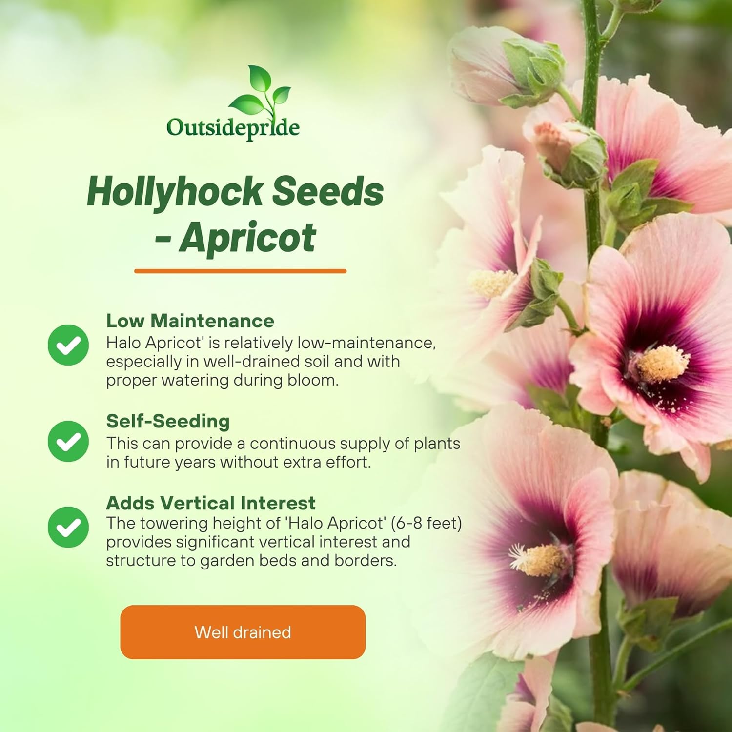 Hollyhock Halo Apricot Flowers