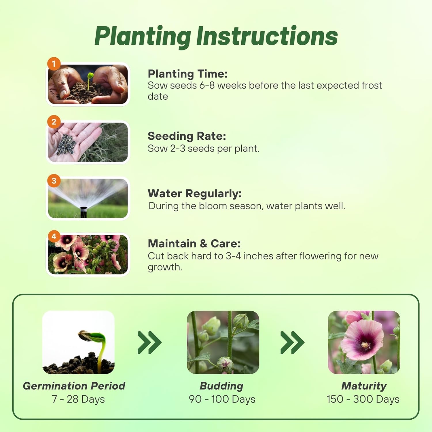 Hollyhock Halo Apricot Planting Directions