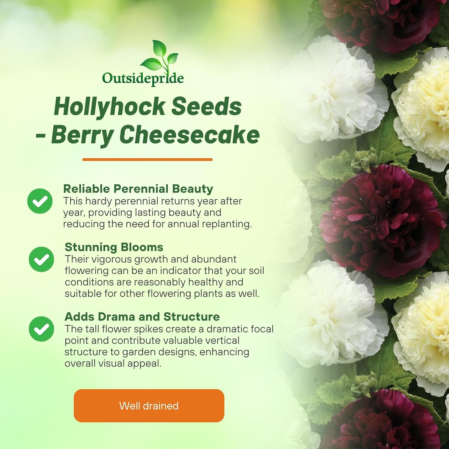 Alcea Berry Cheesecake Garden Flowers