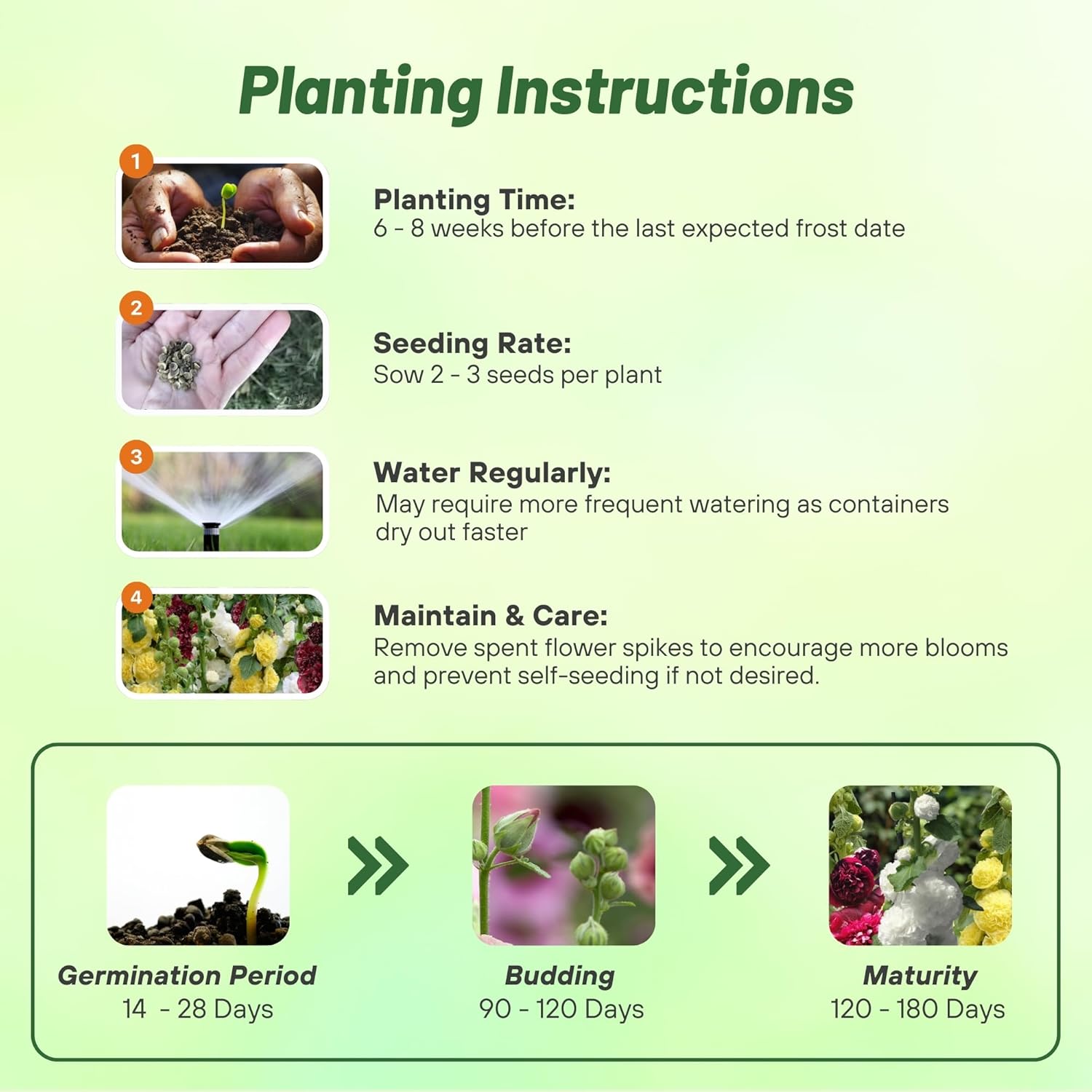 Hollyhock Berry Cheesecake Planting Directions