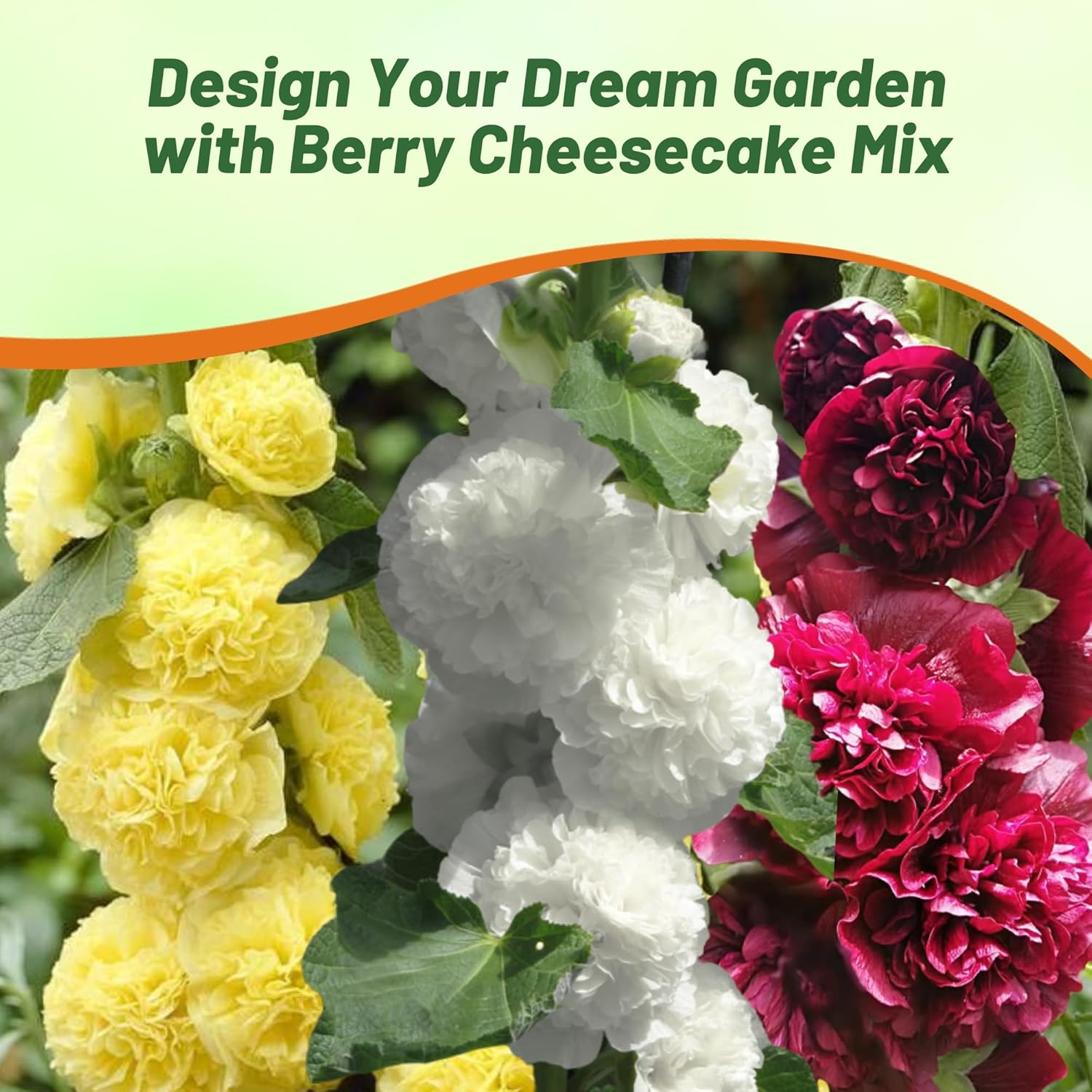 Hollyhock Berry Cheesecake Cut Flowers