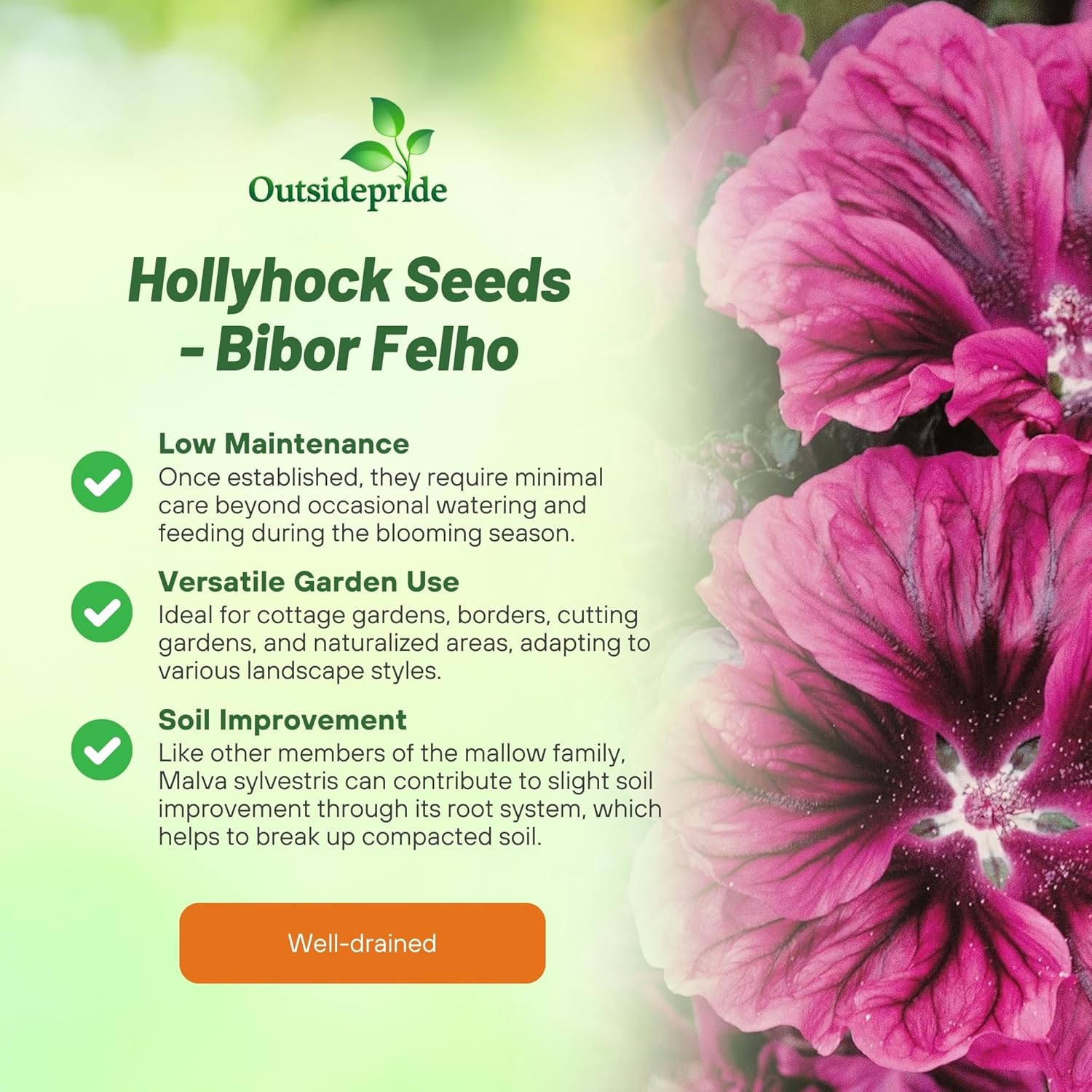 Malva Sylvestris Bibor Felho Cut Flowers