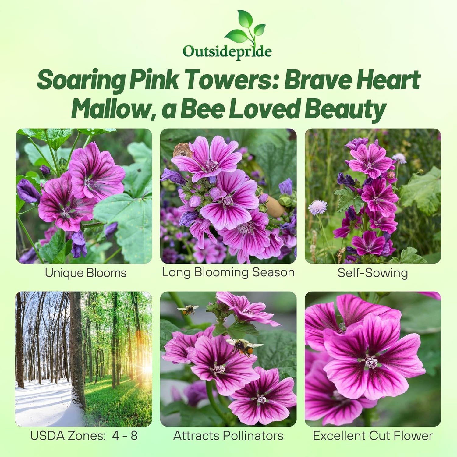 Braveheart Hollyhock Flowers