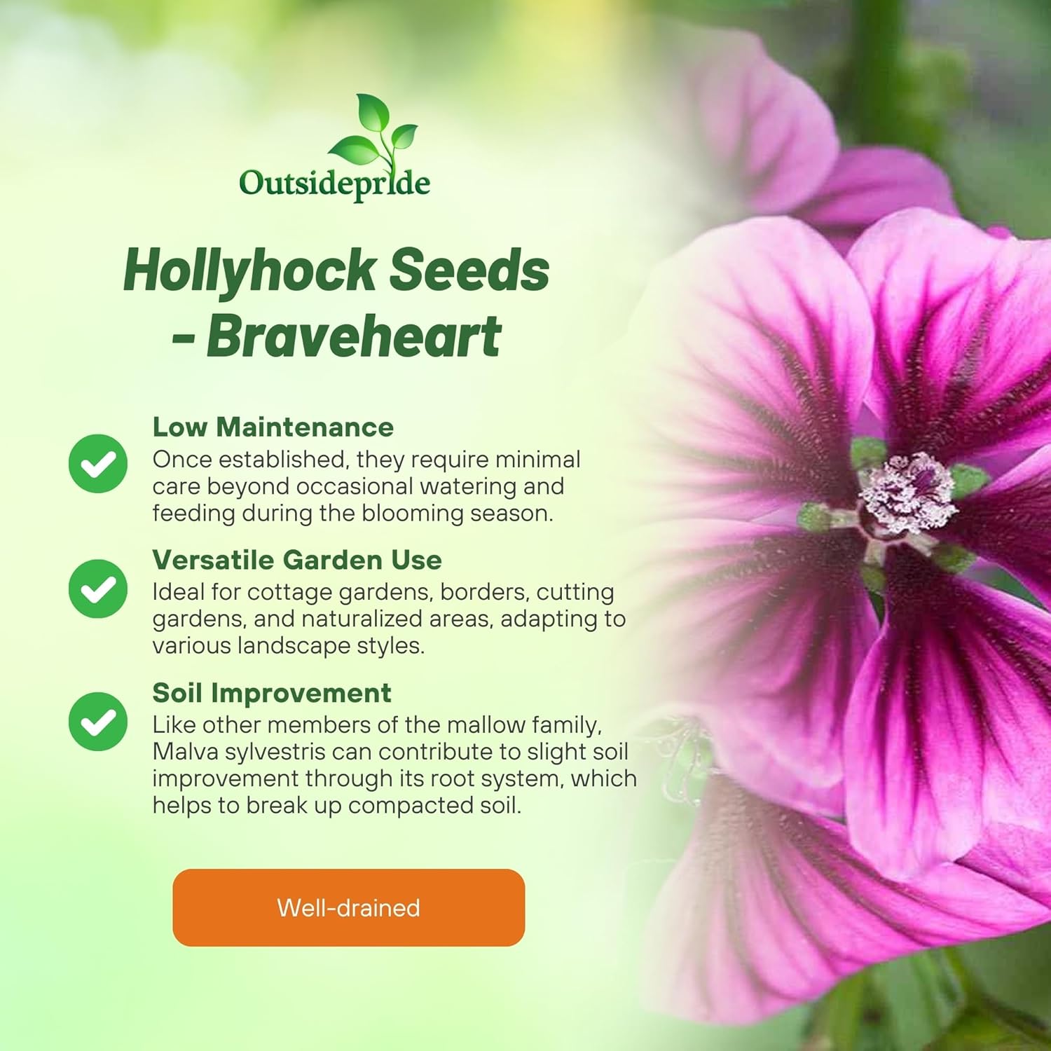 Braveheart Hollyhock Garden Flowers