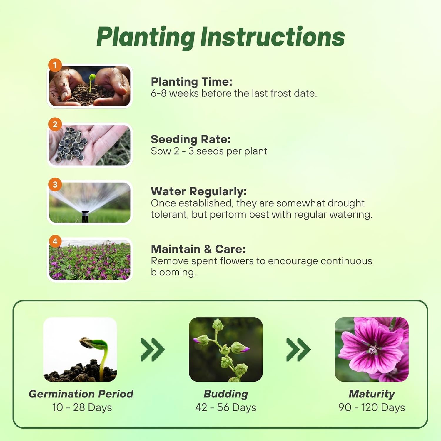 Braveheart Hollyhock Planting Directions