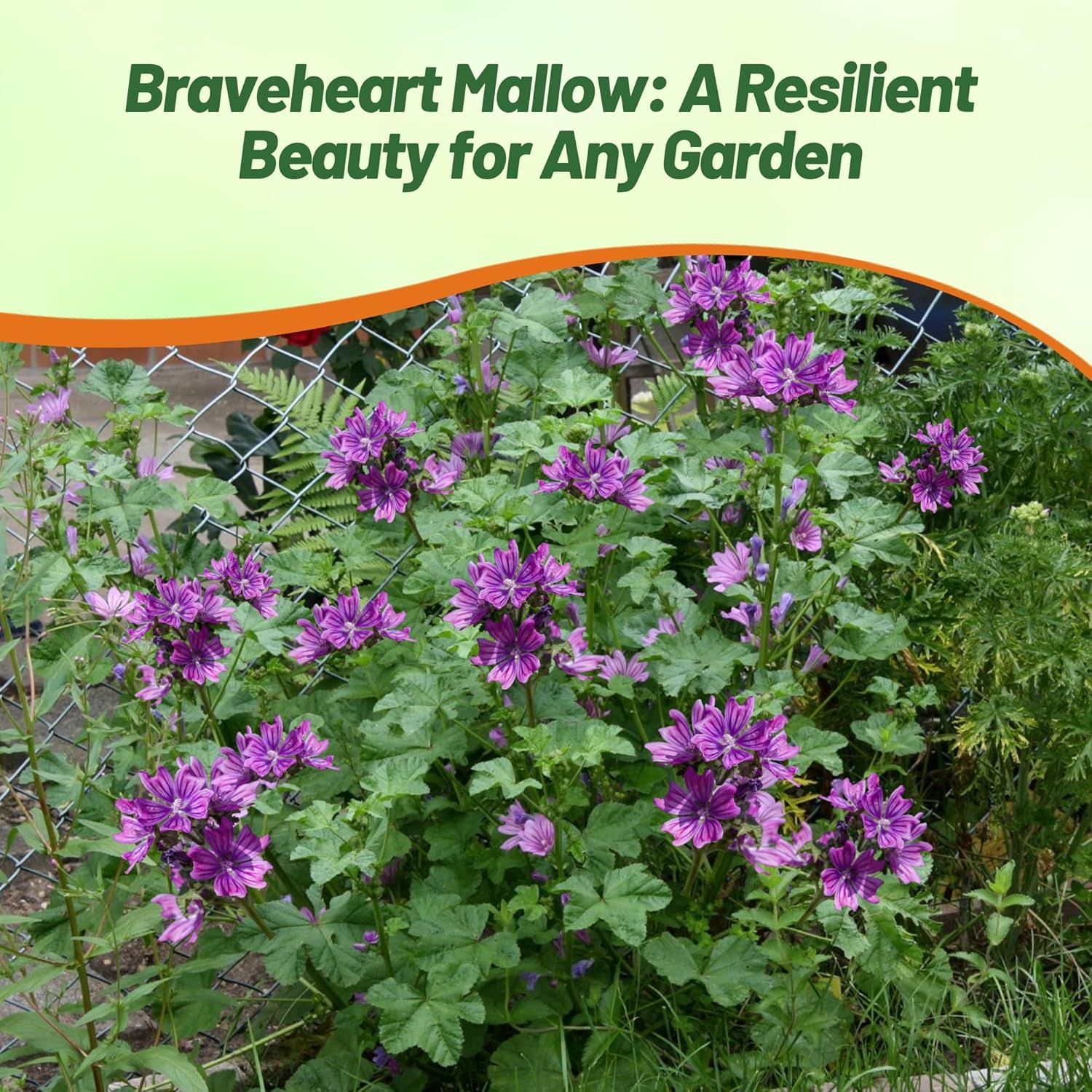 Braveheart Hollyhock Cut Flowers