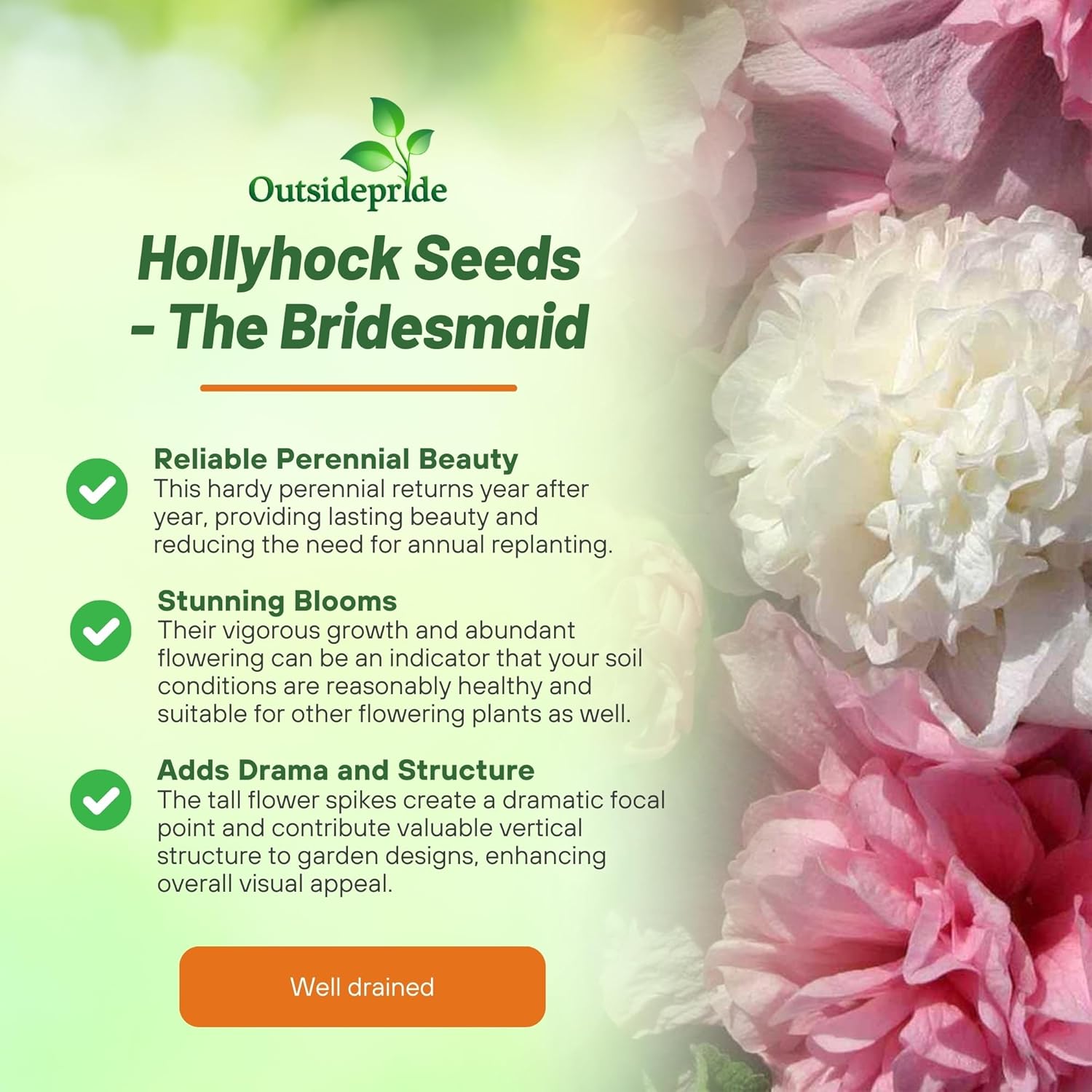 Hollyhock The Bridesmaid Planting Directions