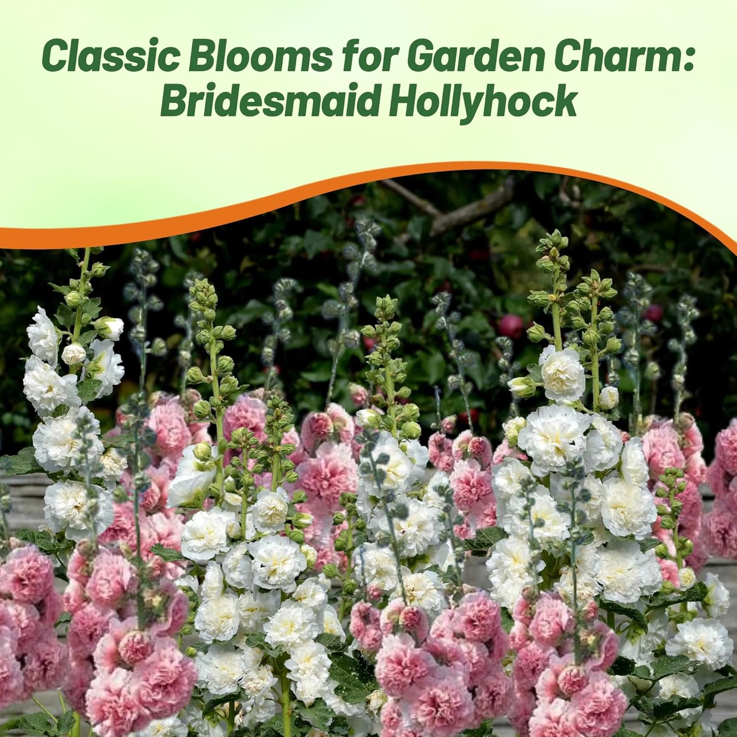 Alcea The Bridesmaid Garden Flowers