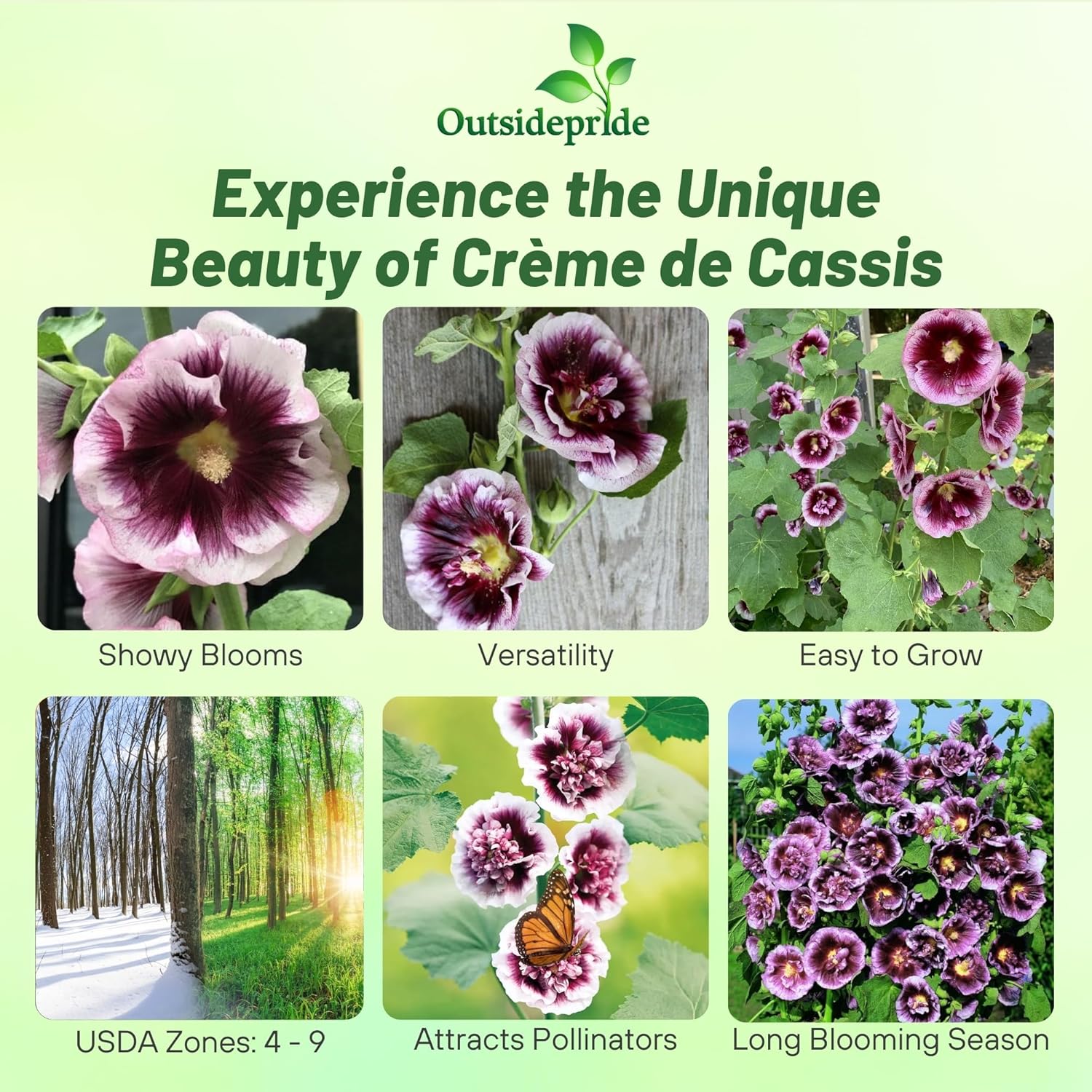 Hollyhock do Cassis Garden Flowers