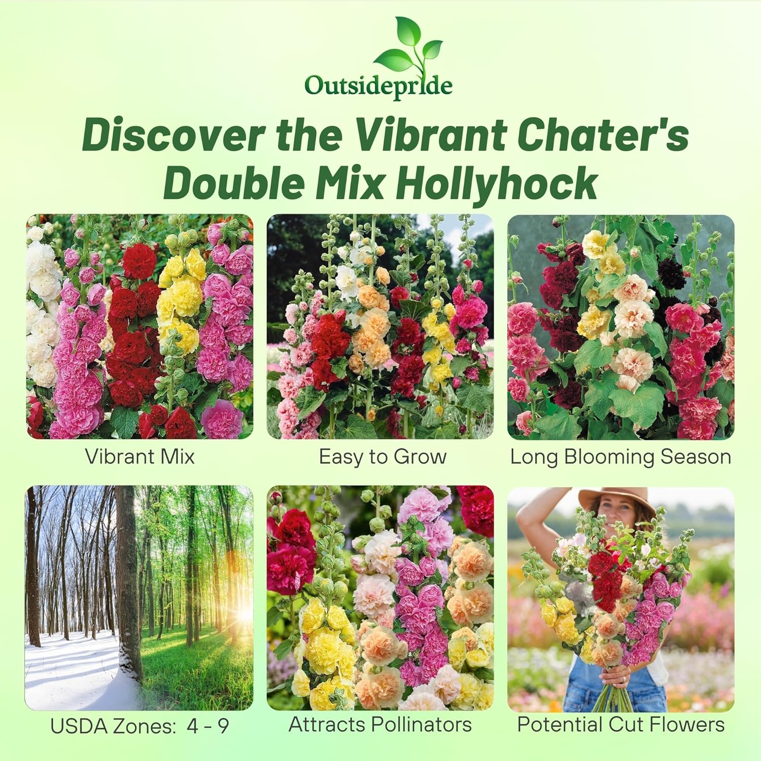 Hollyhock Double Mix Garden Flowers