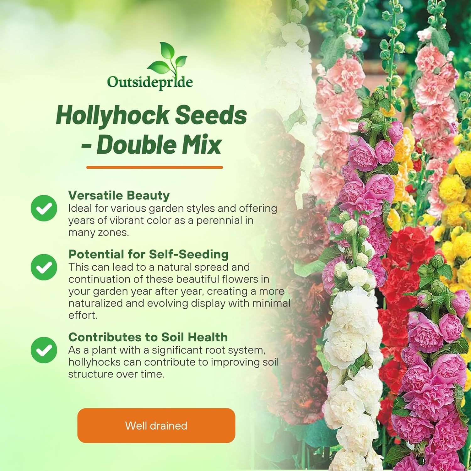 Hollyhock Double Container Plants