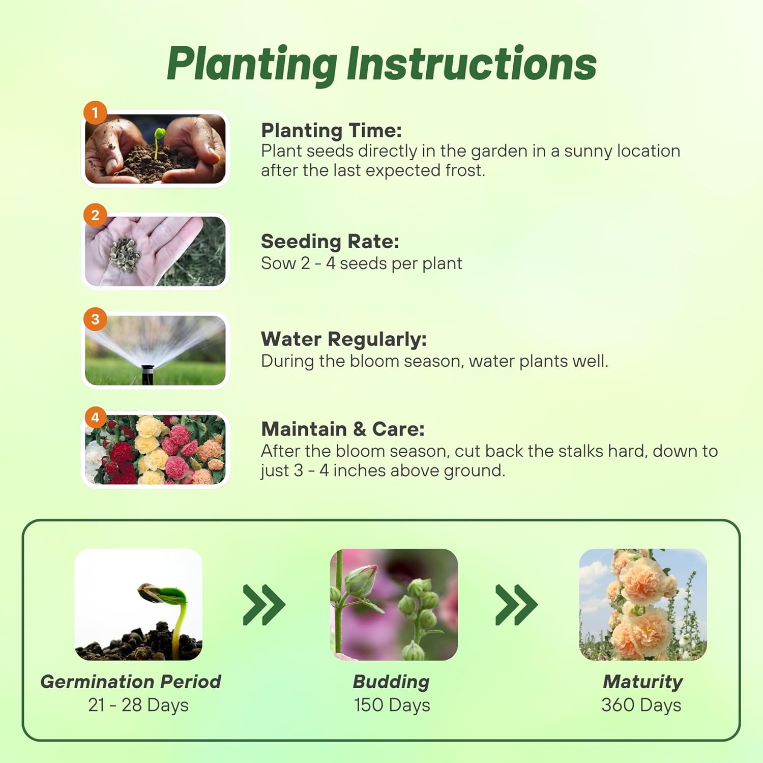 Hollyhock Double Planting Directions