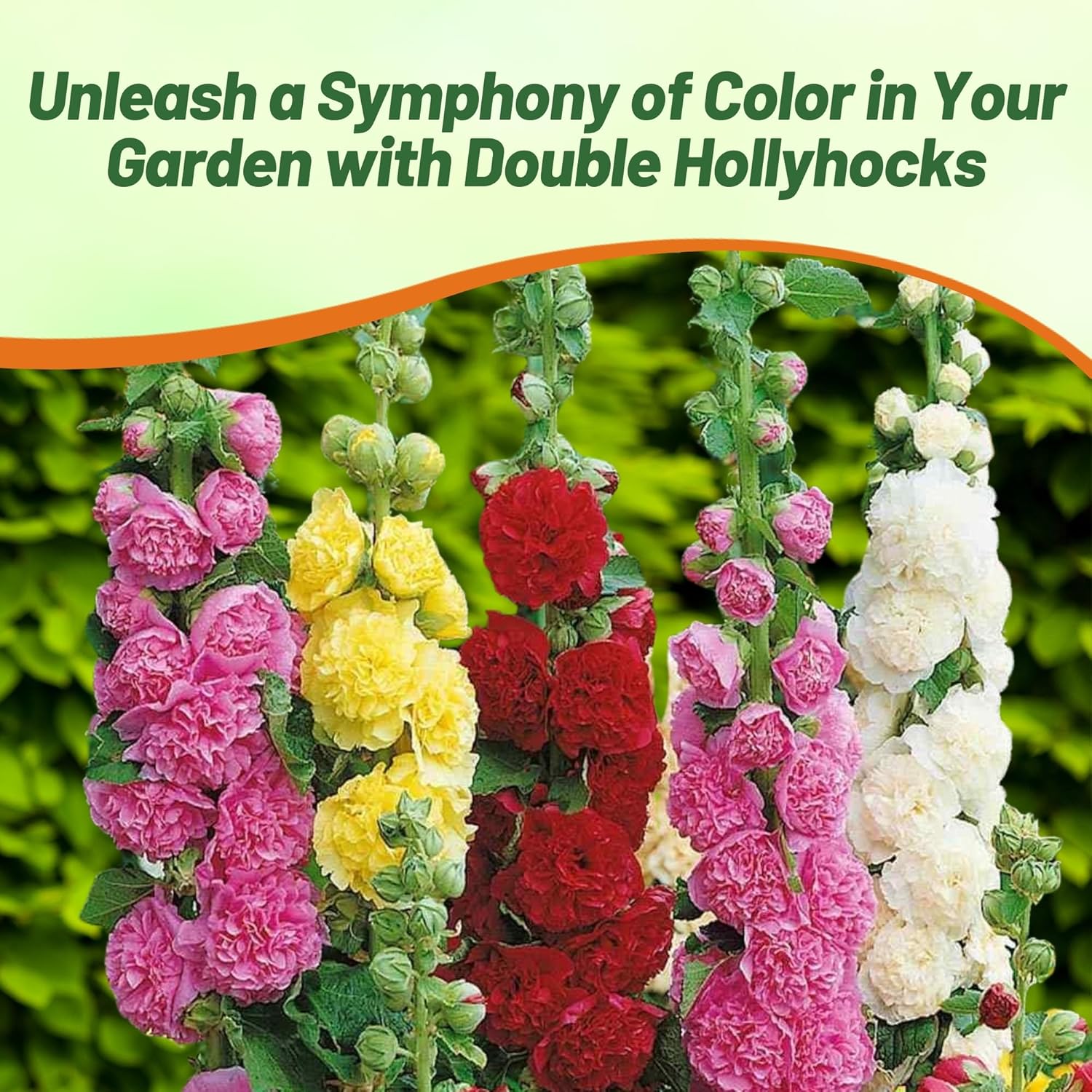 Alcrea Double Garden Cut Flowers