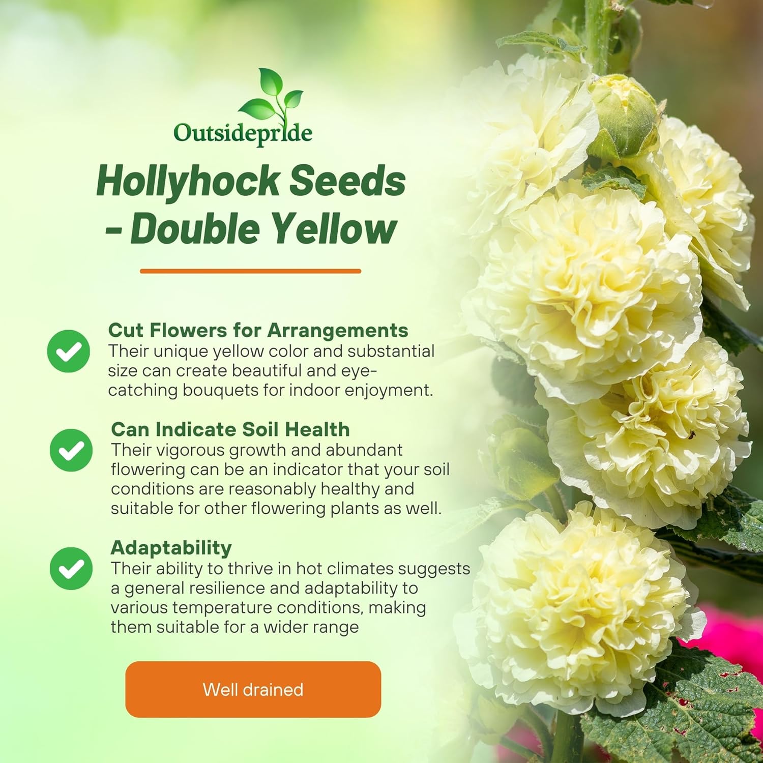 Hollyhock Double Yellow Flower Planting Directions