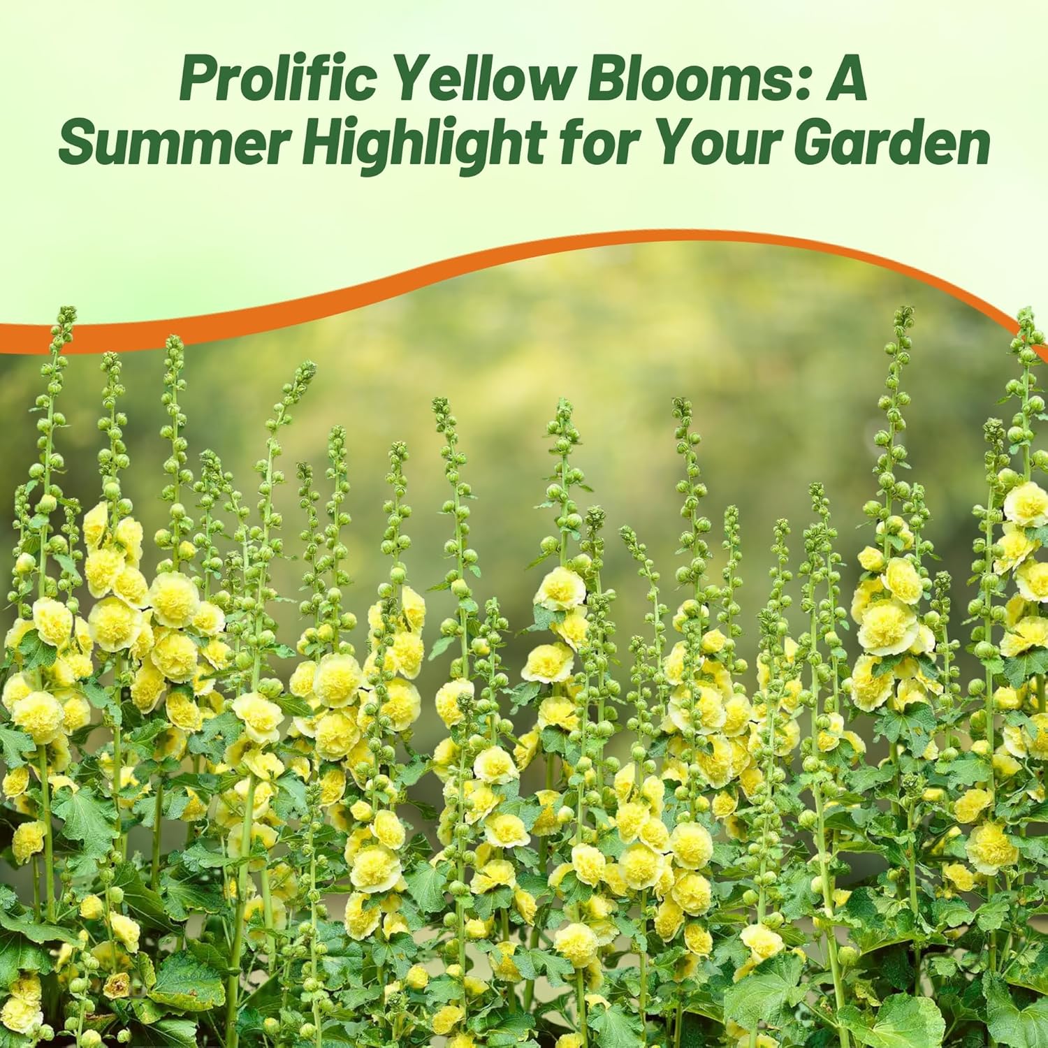 Hollyhock Double Yellow Cut Flower Seeds