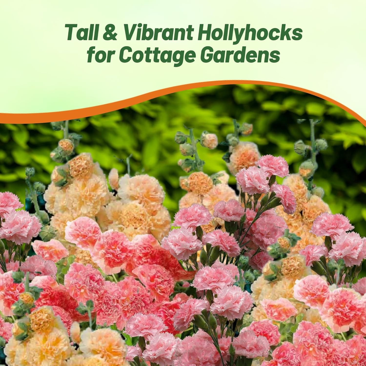 Hollyhock Fruity Mix Garden Flowers