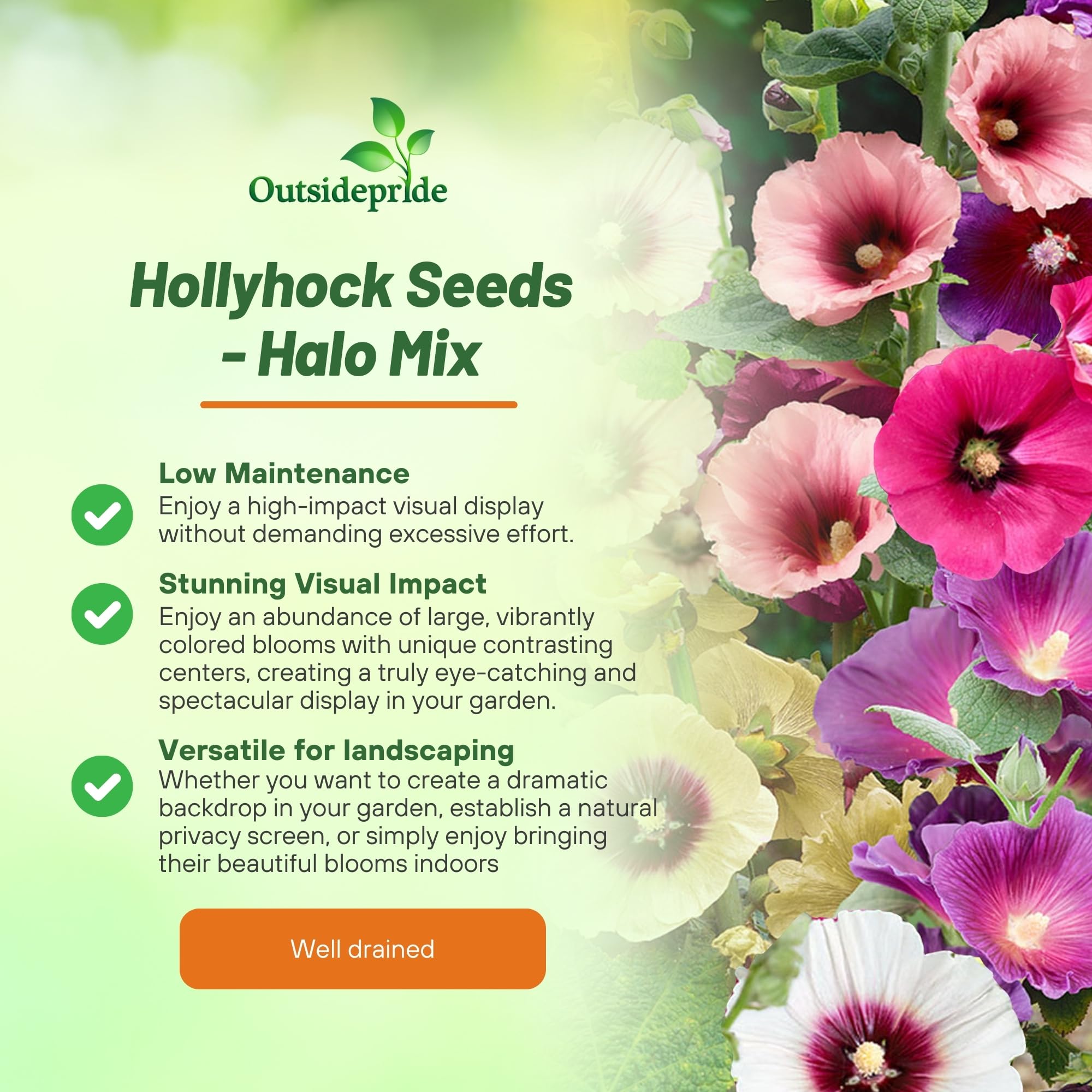 Halo Hollyhock Flower Garden