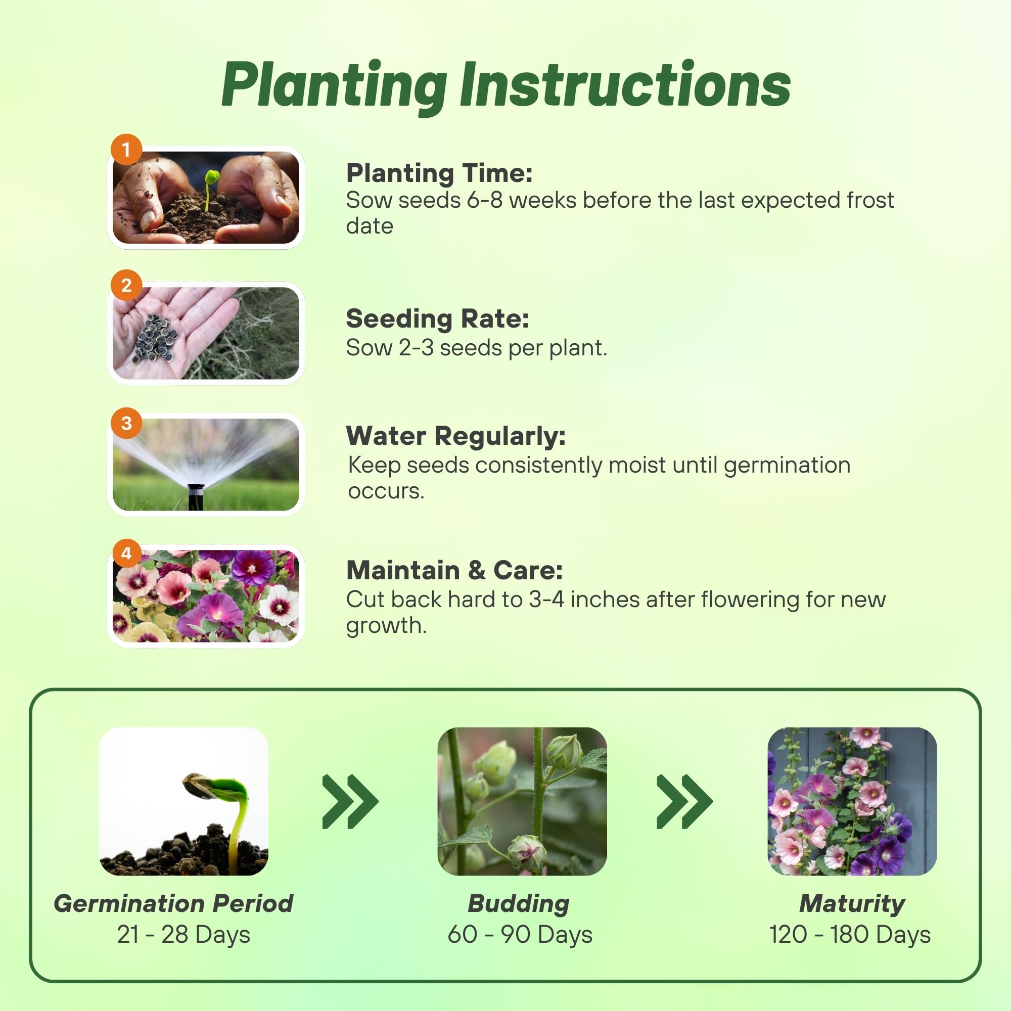 Halo Hollyhock Flower Planting Directions