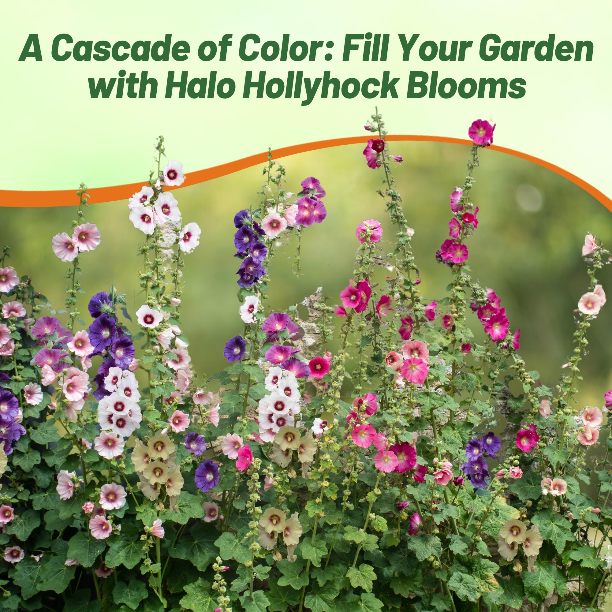 Halo Hollyhock Cut Flower Mix